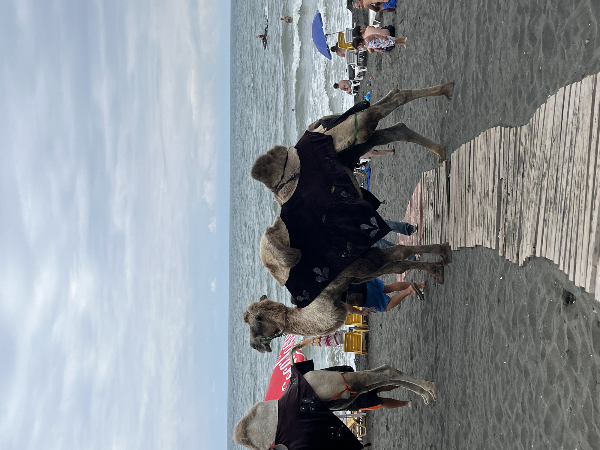 The image depicts a beach scene in Ureki, Georgia, characterized by dark sand. Two camels, adorned with dark saddle blankets featuring a leaf-like pattern, stand prominently in the foreground. A wooden walkway extends across the sand. In the background, the sea is visible with moderate waves. Several people are present on the beach, some sitting on lounge chairs under umbrellas, while others are in the water. One person is operating a jet ski in the sea. The sky is overcast.