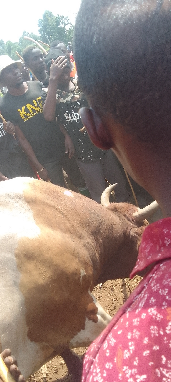 The image shows a brown and white cow standing in a dusty, open-air setting, likely a rural village in Isukha ICHINA, Kenya. The cow is facing right, with its horns partially visible. The back of its body is toward the viewer. In the foreground, a man wearing a red patterned shirt is visible from the waist up, looking down at the cow. The man's face is out of focus, but his right hand is visible on the cow's left side. Behind the cow, there are a group of people standing in the background. Some are wearing brightly colored shirts, while others are wearing black or white clothing. The group appears to be interacting with the cow, but their actions are not clear. The environment is primarily brown dirt with some green foliage and a few wooden poles in the background. The sky is overcast with a few scattered clouds. It is a sunny day. The scene is likely a rural area in Kenya with people interacting with a cow.