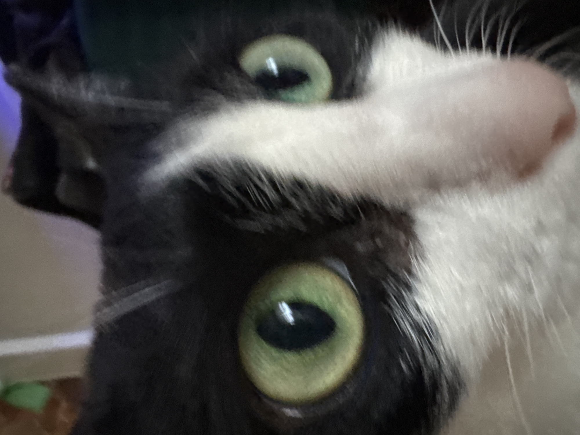 This close-up image features the face of a black and white tuxedo cat, captured in a counter-clockwise rotated orientation. The cat's head fills most of the frame, prominently displaying its vibrant green eyes, which are wide and alert, reflecting light. Its pupils appear somewhat dilated, suggesting interest or a low-light environment. A soft pink nose is visible in the upper right quadrant, surrounded by white fur and delicate whiskers. The fur on the cat's face shows a clear distinction between the black and white patches.
The cat appears to be looking directly at the camera, conveying a sense of intense focus or curiosity. The background is largely dark, blurry, and out of focus, indicating an indoor setting with minimal environmental detail. A subtle purple or blue light source is faintly discernible on the left side of the frame, contributing to the ambiance. No specific objects are identifiable beyond the cat itself. The time of day and weather conditions are not discernible from the image. While the location context is Chaikovsky, Russia, no visual cues within the photograph confirm this. No text is visible in the media file.