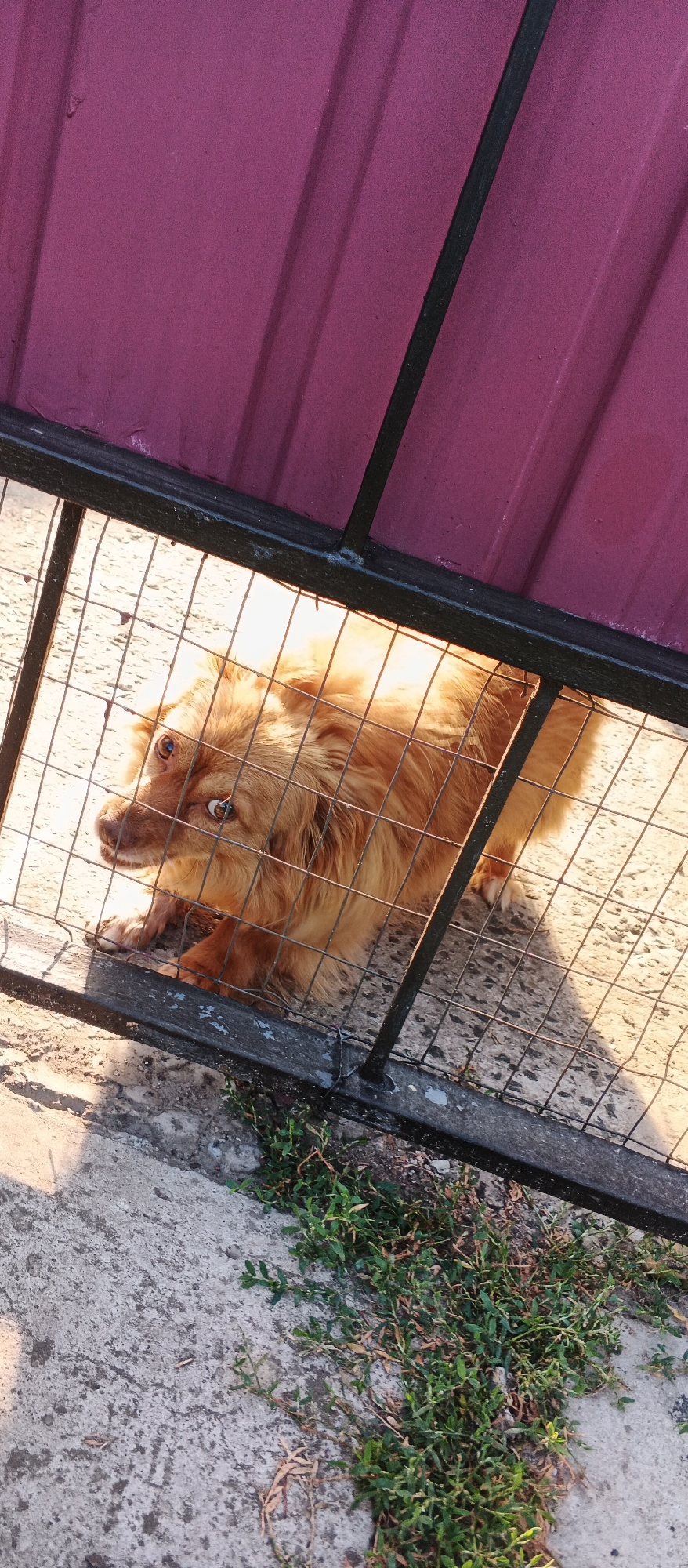 A medium-sized, light brown dog with a fluffy mane lies on a concrete surface behind a black metal fence. The dog is looking towards the left of the frame with its mouth slightly open. The fence is composed of thin vertical and horizontal bars, and there is a dark red, corrugated metal structure above it. Sunlight casts shadows through the fence onto the concrete and the dog. Patches of green grass grow along the base of the fence. The scene is outdoors, likely in a yard or an enclosed area. The overall impression is of a domestic setting, possibly a backyard in Smila, Ukraine.