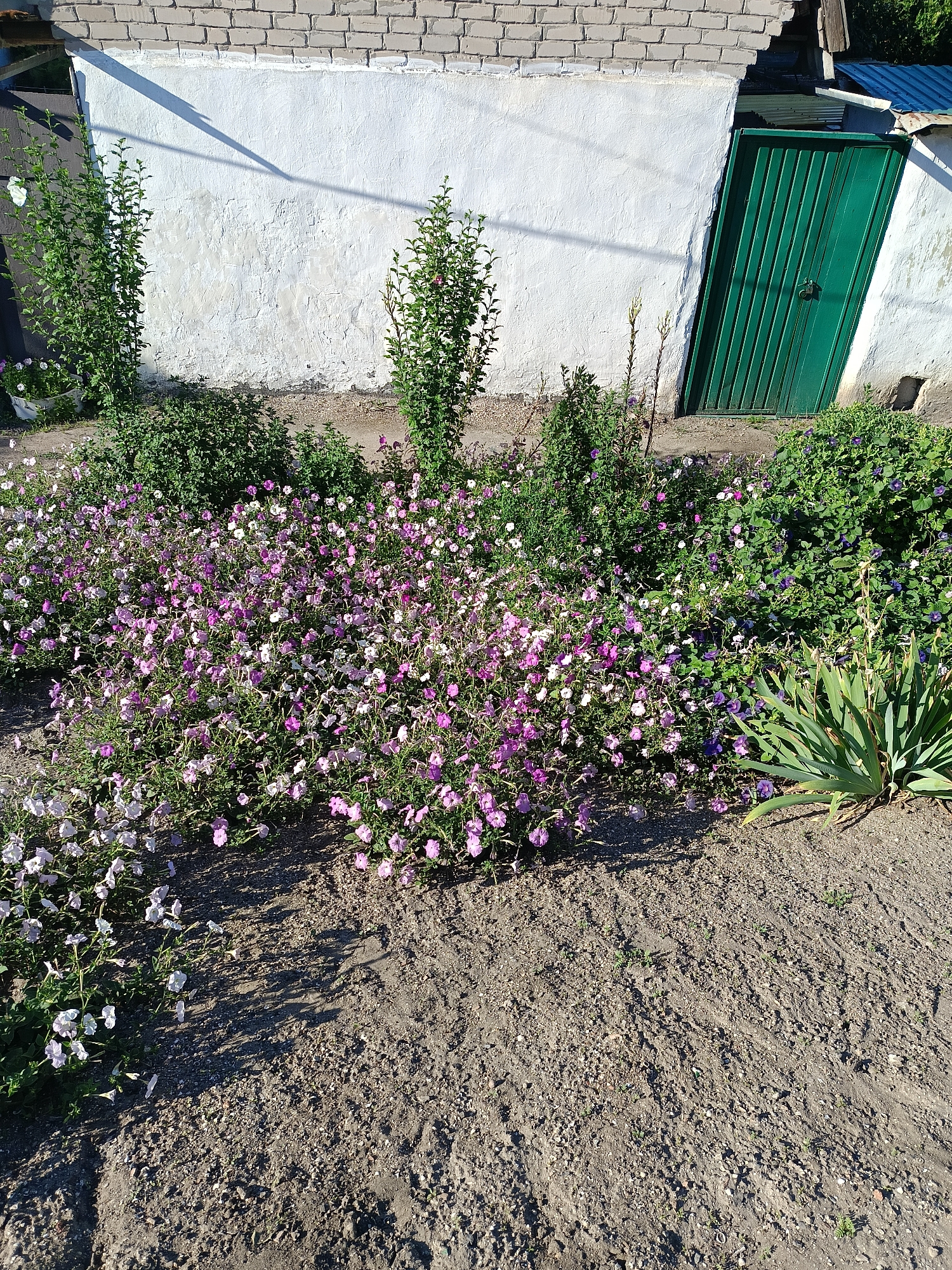 The image depicts a sunny outdoor scene in Berdiansk, Ukraine, featuring a white plastered wall with a brick facade at the top, leading to a green metal double door. In front of the wall, a flowerbed is abundant with blooming petunias in shades of pink and white, interspersed with green foliage. To the right of the flowerbed, a spiky green plant, possibly a yucca, stands tall. The ground is covered in loose soil and small stones, with shadows cast by the plants and a long, thin shadow of a geometric shape falling across the wall. The overall impression is one of a well-tended garden area adjacent to a building, likely in a residential or utility space within the city. No people are present in the image.