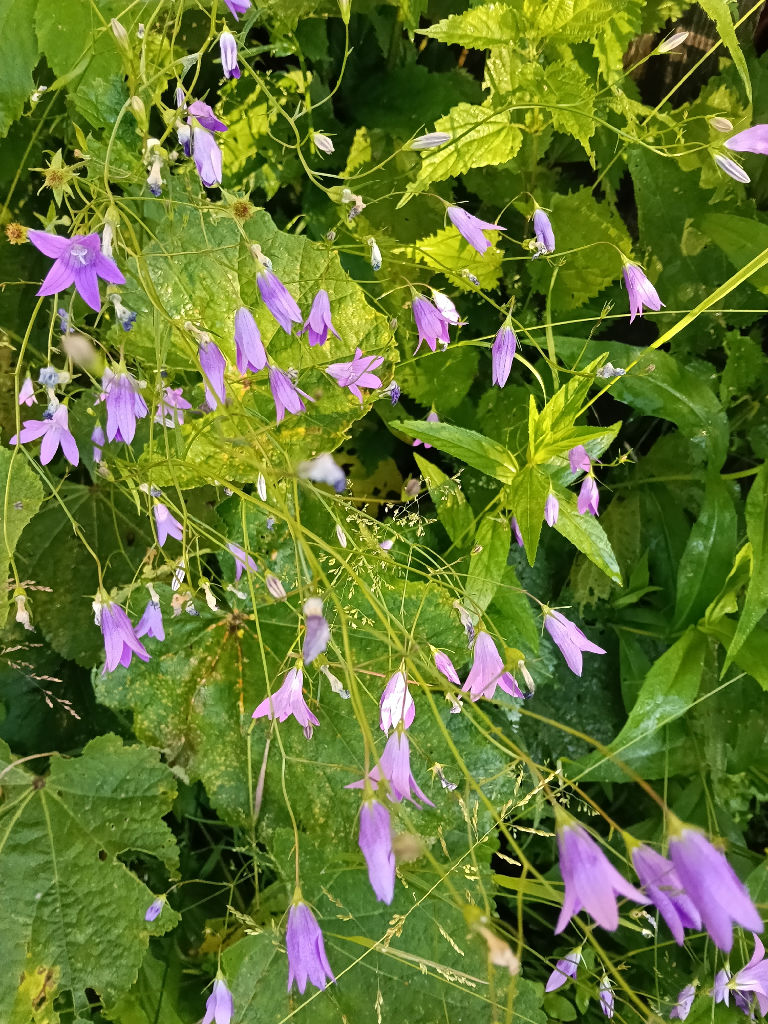 This media file is a close-up, vertical, eye-level shot of bell-shaped purple flowers with green foliage. The flowers are delicate and appear to be wet, suggesting recent rain or dew. They are clustered on thin, green stems, with some flowers drooping downwards and others pointing upwards. The background is filled with lush, green leaves, some of which have a slightly yellow hue, indicating they are catching the sunlight. There is a sense of natural beauty and tranquility. The lighting suggests it might be late afternoon or early morning, with the sun casting a soft glow on the scene. The location is identified as Krasny Mayak, Russia. There is no text visible in the image.