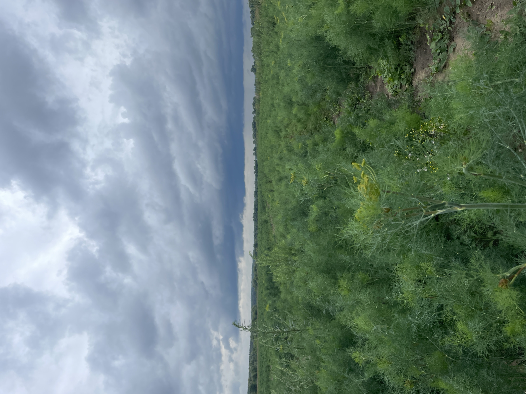 The image depicts a vast field of green, feathery plants, likely dill, under a heavily clouded sky. The foreground features a close-up view of the plants, some with small yellow flowers. A narrow dirt path winds through the field. In the background, a line of trees marks the horizon, and beyond them, the sky is filled with dramatic, dark clouds. The location is specified as Pushchino, Russia. There are no people or visible actions in the image.