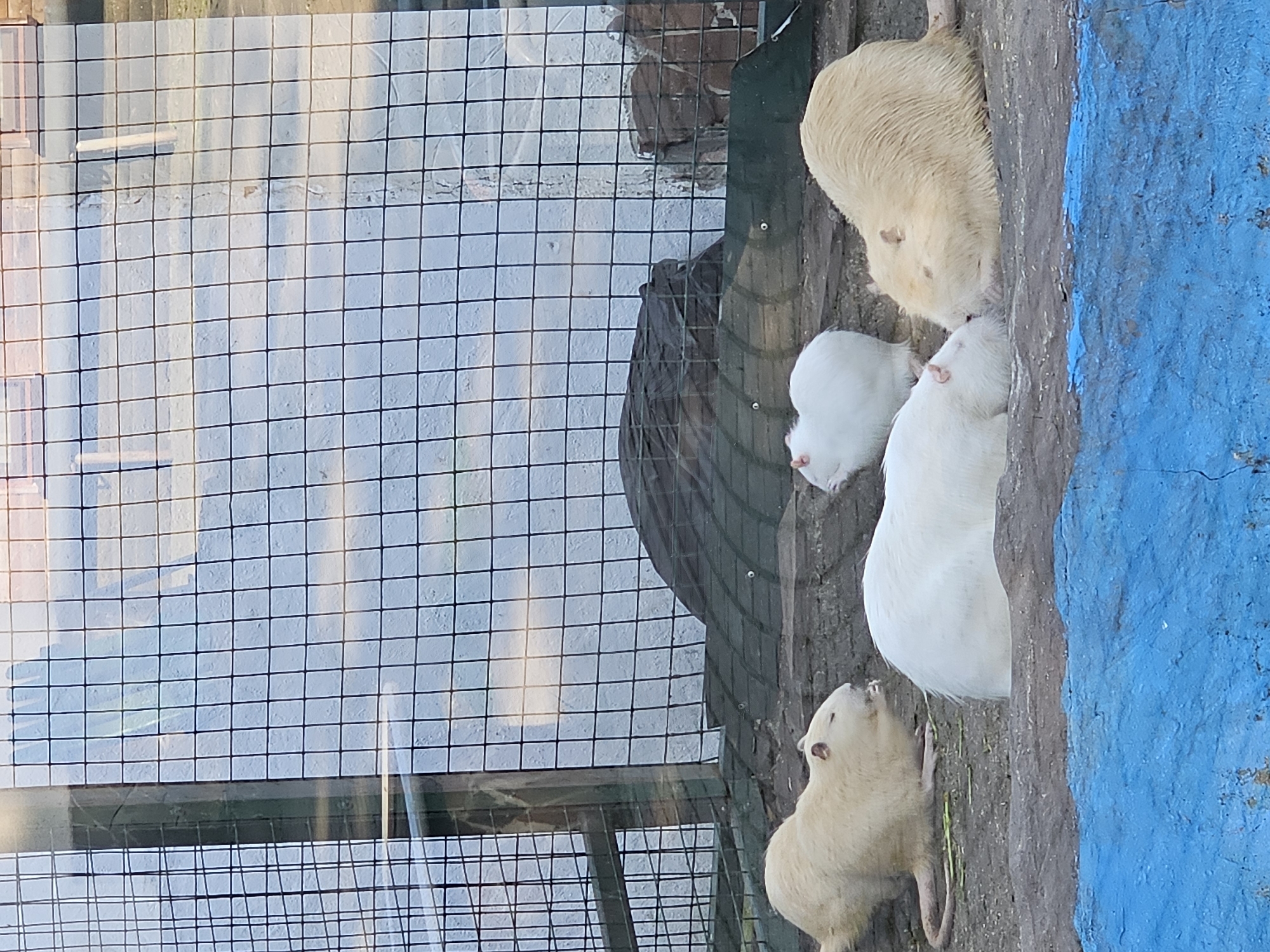 The image shows four albino nutrias in an enclosure. Two are white, and two are a pale cream color. One cream-colored nutria is lying on its side, eating. Another cream-colored nutria is lying down. Two white nutrias are also lying down. The enclosure appears to be a zoo or animal park exhibit, with a wire fence and a concrete floor. The background shows a rough-textured wall. The image is taken from outside the enclosure, through the wire mesh.