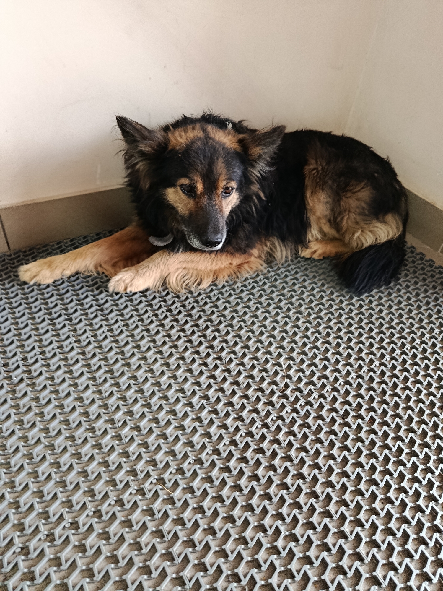 A medium-sized dog with a black and tan coat lies on a gray, textured mat. The dog is resting its head on its front paws, with its eyes looking slightly downward. The dog has a collar around its neck. The background consists of a plain, light-colored wall that meets the floor at a corner. The scene appears to be indoors, possibly in a kennel or a similar enclosed space, given the utilitarian mat and wall. There are no people visible in the image. The lighting suggests it could be daytime, but there are no specific weather cues. The dog's posture and expression do not convey strong emotions, appearing relaxed or perhaps a bit subdued. No text is visible in the image.