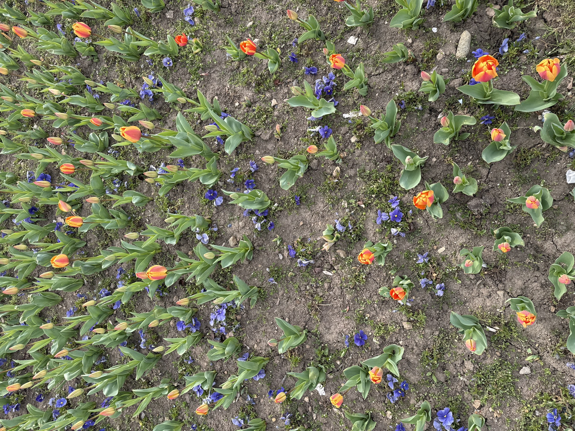 The image shows a flowerbed, possibly in a park. The flowerbed contains rows of orange tulips, with some in bloom and some still budding. Purple pansies are scattered between the tulip rows. The soil is visible, with some patches of moss or small weeds. The location is suspected to be in Sofia, Bulgaria.