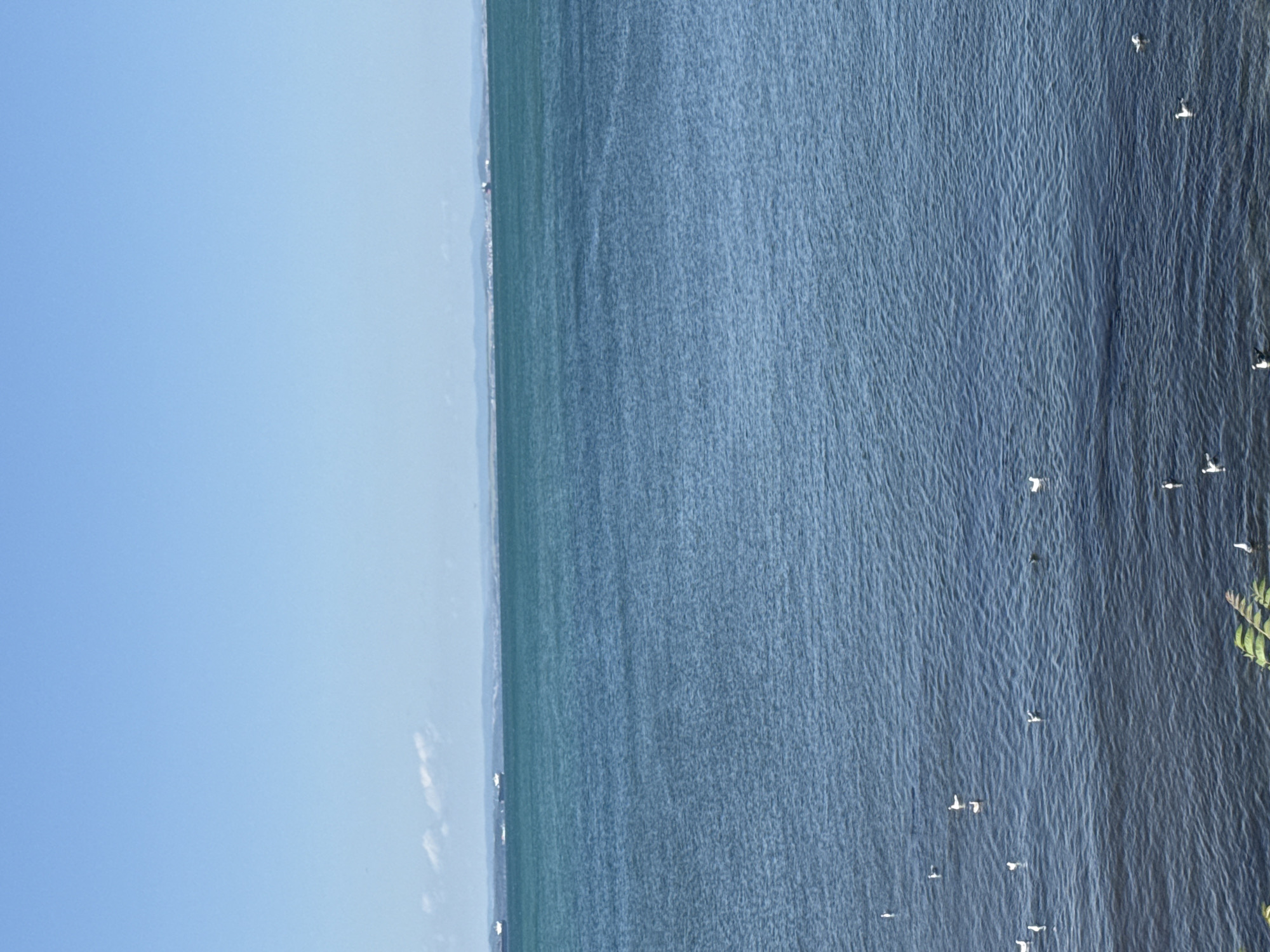 A wide shot captures the calm, blue waters of the Black Sea stretching towards the horizon under a clear, pale blue sky. In the distance, a thin line of landmass with faint hills and structures suggests the coastline, with a few cargo ships visible on the water. Closer to the shore, numerous white seagulls dot the surface of the water, some actively swimming or appearing to rest. The foreground features the edge of lush green foliage, suggesting the viewpoint is from land. This scene is characteristic of the shoreline near Pomorie, Bulgaria, a coastal town known for its natural beauty and seaside activities.
