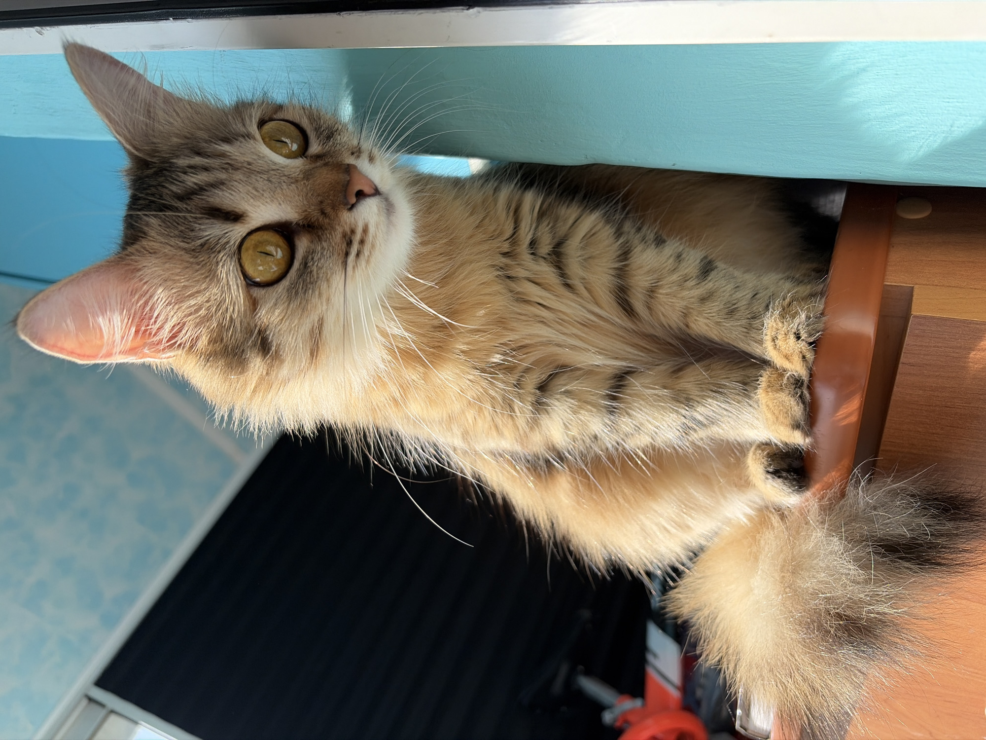 A close-up, low-angle shot captures a domestic cat peering curiously upwards in an indoor setting. The feline features a plush, long-haired coat, predominantly golden-brown with distinct darker tabby stripes visible on its back and fluffy tail. Its chest and muzzle are a lighter cream or white, from which long, prominent white whiskers extend. The cat's large, round eyes are a striking golden-green, reflecting the ambient light and conveying an alert and inquisitive expression. Its pointed ears are upright, indicating keen attention to something above.
The cat is positioned as if peeking from beneath or over a light blue horizontal surface, possibly a shelf or the underside of a table. Its front paws are neatly tucked together, resting on a brown, likely wooden, vertical element of furniture, such as a leg or part of a cabinet. Strong natural light illuminates the scene, casting soft shadows on the blue surface, suggesting it is daytime. The background beyond the immediate furniture and cat is out of focus; a blurry light blue, possibly textured, surface is visible on the left, while a dark, indistinct area occupies the right. There is no visible text in the image. The location context for this image is Chaikovsky, Russia.
