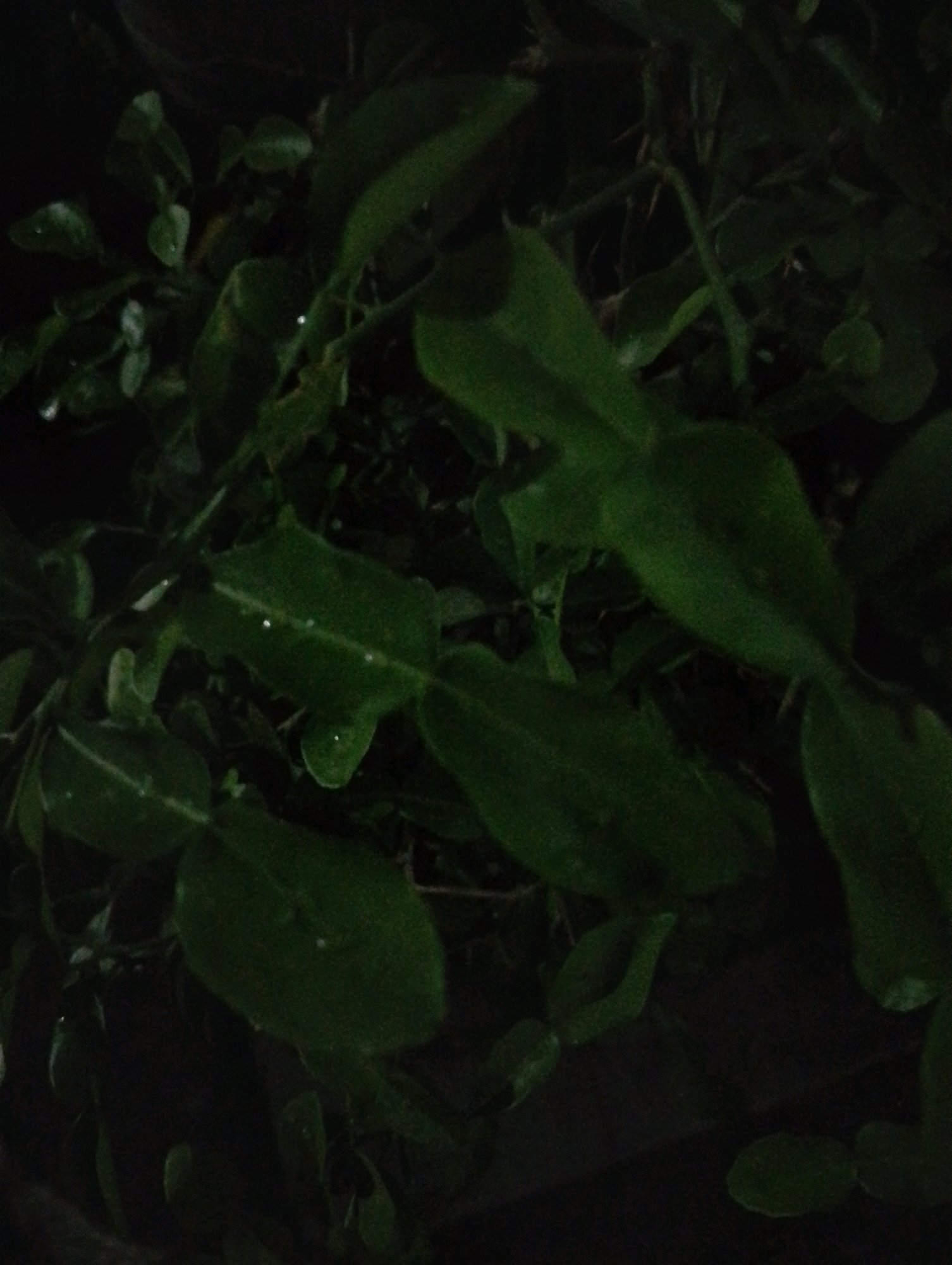 In the city of Kendalrejo, Indonesia, a close-up, low-light photograph captures a cluster of lush green leaves. The leaves are varied in shape and size, with some appearing broad and flat while others are elongated and pointed. The surface of the leaves is slightly wet, with small droplets of water visible, suggesting recent rain or dew. The dark background creates a sense of depth and highlights the vibrant green of the foliage. The image is a still life, focusing on the natural beauty of the plant.