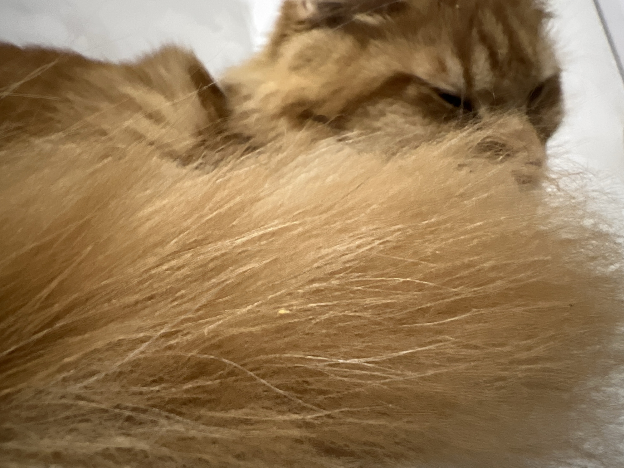 The image shows a close-up view of an orange cat's fur. The fur is long and appears soft, with individual strands clearly visible. The cat's head is partially visible in the upper right portion of the image, with its eye closed or partially squinted. The background is a plain white surface. The image does not provide any information about the location in the city of Markova, Russia.
