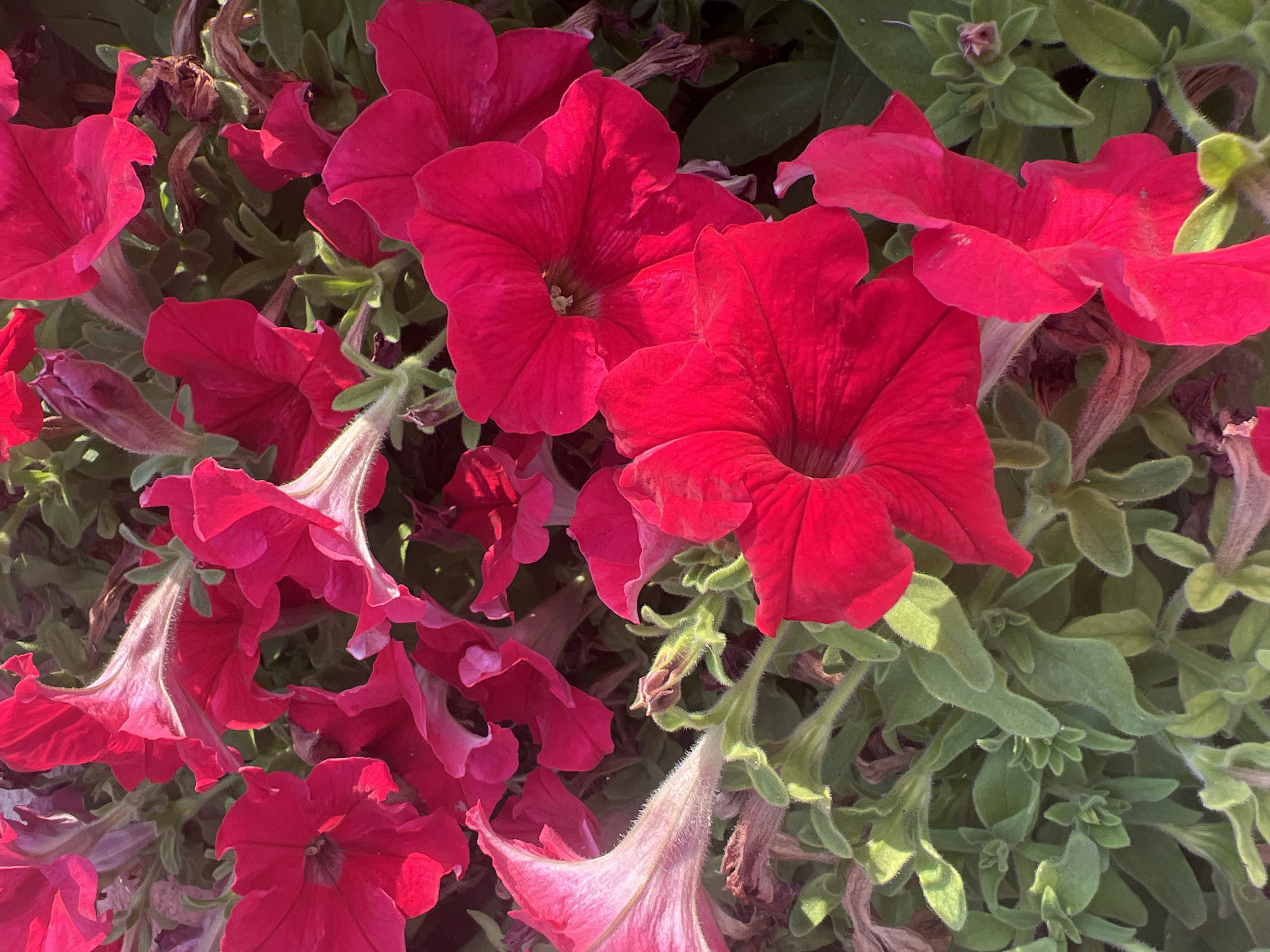 This is a close-up, overhead shot of vibrant red petunia flowers in bloom. The flowers are a deep, saturated red, with some variations in shade due to lighting and natural color. The petals are delicate and trumpet-shaped, with some appearing slightly wilted or dried, indicating a natural aging process. The foliage is a lush green, forming a dense background for the blossoms. The texture of the leaves appears slightly fuzzy, characteristic of petunia plants. The image is devoid of any human presence or artificial objects, presenting a purely natural botanical scene. The location is identified as the Hof HaCarmel Regional Council in Israel, suggesting a temperate climate conducive to the growth of such flowering plants.
