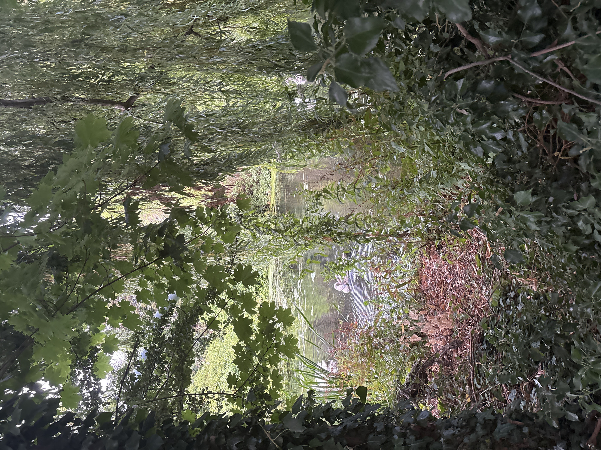 The image depicts a serene natural scene, likely within Chelmsford, United Kingdom. The foreground is dominated by dense, lush green foliage, with ivy climbing a tree trunk on the left and weeping willow branches drooping on the right. In the middle ground, a tranquil body of water, possibly a pond or a slow-moving river, is visible. The water's surface is partially covered with lily pads, and ripples suggest gentle movement. Several swans, some adult and some cygnets, are present in the water, with one adult appearing to be preening itself. The background reveals more greenery, suggesting a park or a garden setting. The lighting indicates it is daytime, with dappled sunlight filtering through the leaves.