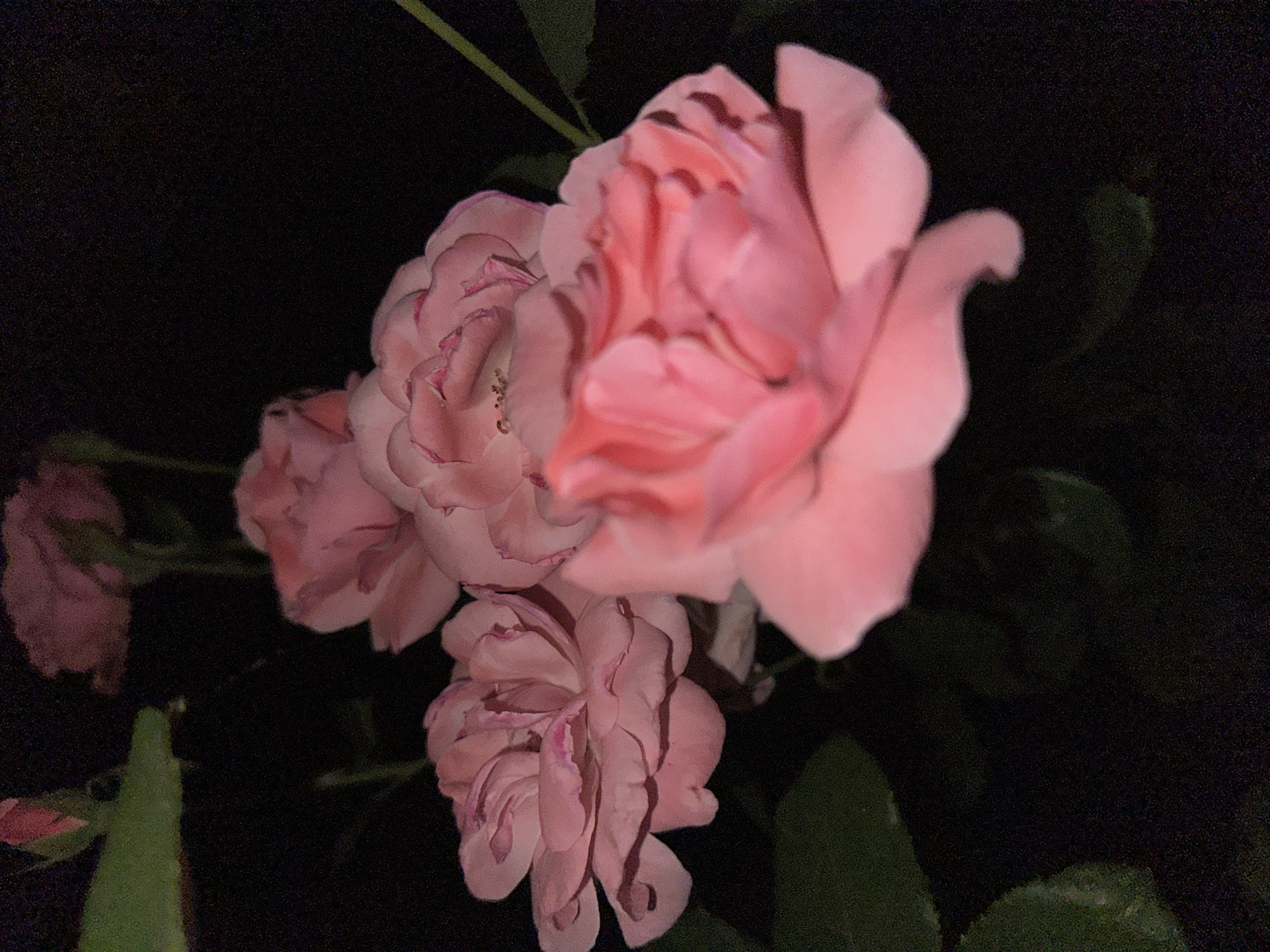 The image displays a cluster of pink roses against a dark, out-of-focus background. The roses are in various stages of bloom, with some fully open and others partially closed. The lighting suggests it is nighttime, and there is a noticeable graininess to the image. Green leaves are visible in the foreground and background, also blurred. There are no people or specific landmarks identifiable to indicate a location within Nevinnomyssk, Russia. The scene is solely focused on the roses and their natural surroundings.