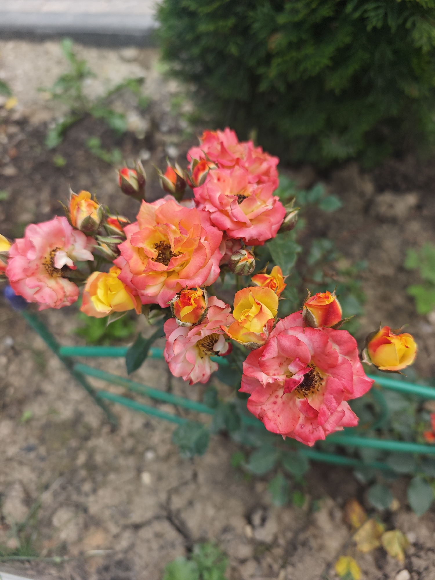 A cluster of pink and orange roses is in bloom, with some buds also visible. The roses are in a garden setting, with soil and green foliage in the background. A green wire or hose is visible running horizontally across the lower portion of the image. The scene is outdoors in what appears to be a residential or park area, possibly in the city of Khlevino, Russia, given the context. The lighting suggests it is daytime. There are no people or animals present in the image.