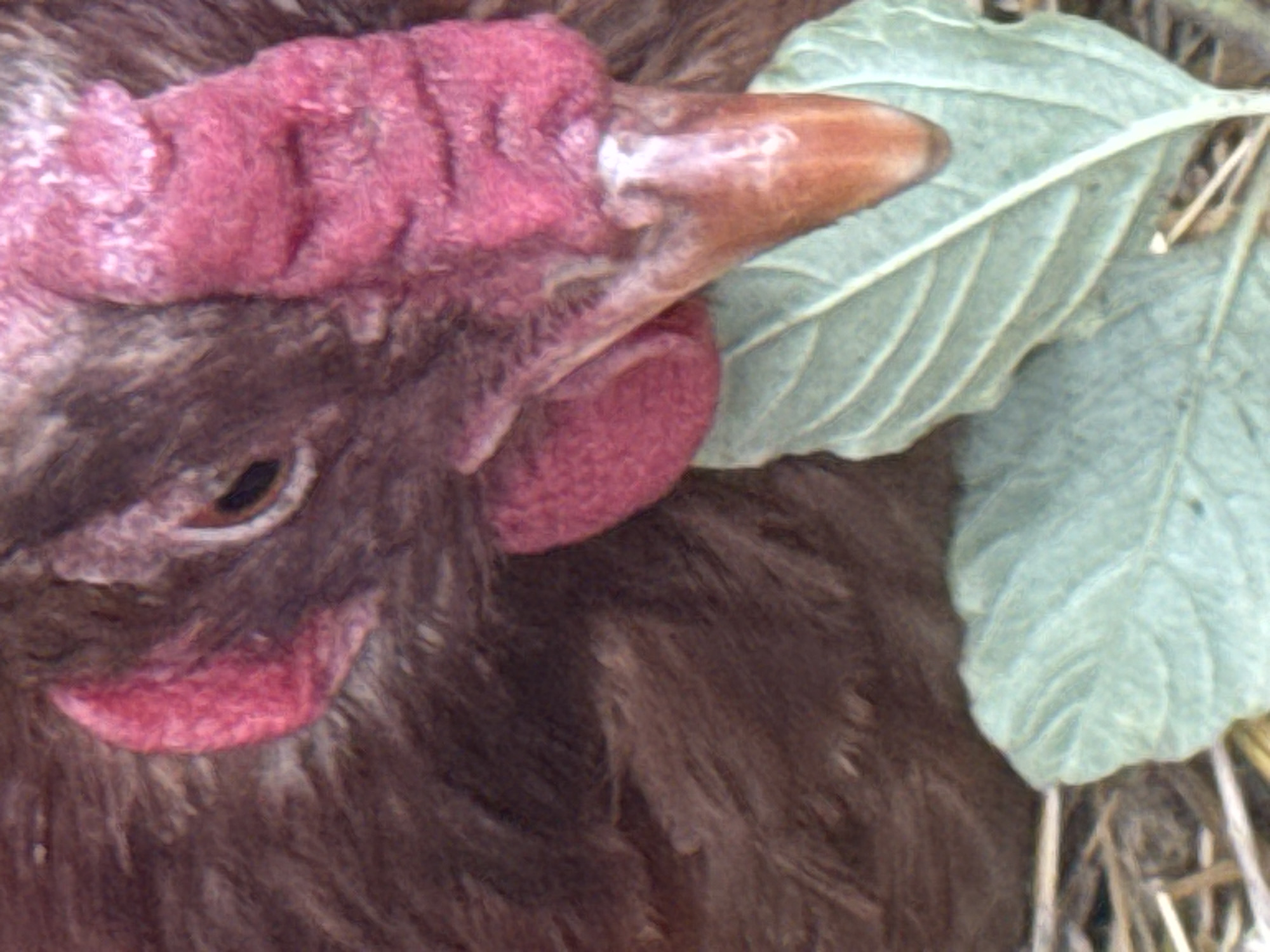 This is a close-up, eye-level, medium shot of the head of a dark-feathered chicken. The chicken's comb is bright pink and fleshy, with prominent vertical folds. Its wattle, also pink, hangs from its chin. A portion of its beak, a light brown color, is visible, pointing towards a pale green leaf to the right of the frame. The leaf has distinct veins and appears to be part of a plant growing nearby. The background is blurred, suggesting a shallow depth of field, and hints at dry vegetation or straw. The lighting is soft, and the overall impression is of a natural, outdoor setting. The image focuses on the textures of the chicken's comb and wattle, as well as the veins of the leaf. There is no text visible in the image. The location context is Heniivka, Ukraine, suggesting this scene might be part of a rural environment.