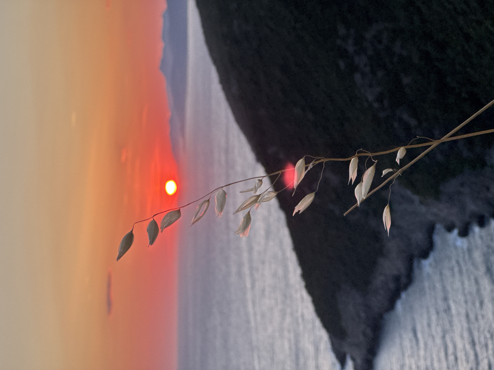 The image captures a sunset over the Adriatic Sea, as seen from the city of Zagora, Montenegro. In the foreground, a delicate stalk of dried grass or grain stands tall, its seed heads illuminated by the fading light. The setting sun, a vibrant orb of red and orange, is positioned near the horizon, casting a warm glow across the sky and water. The sea, a tranquil expanse of grey and blue, reflects the colors of the sunset. In the middle ground, a dark, tree-covered hillside slopes down towards the water, creating a stark contrast with the bright sky. Faintly visible in the distance are the silhouettes of mountains, softened by the atmospheric haze. The scene is serene and natural, devoid of any human presence or activity.