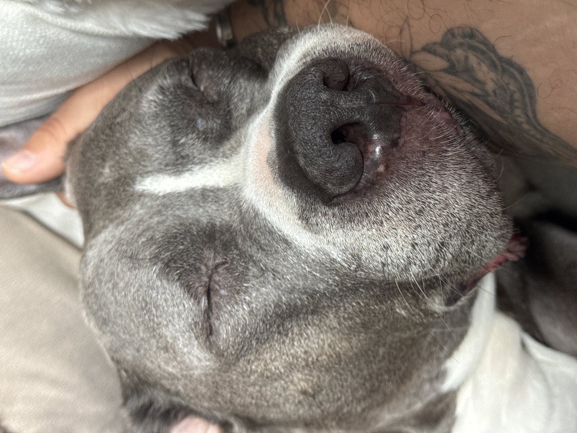 A close-up, top-down shot shows a gray and white dog, likely a pit bull or similar breed, sleeping on its back. The dog is nestled next to a person, indicated by a hand resting on the dog's head and the presence of a tattoo on the person's arm. The background includes a light-colored blanket or bedding. The image provides no information to place this scene in Esch-sur-Alzette, Luxembourg.