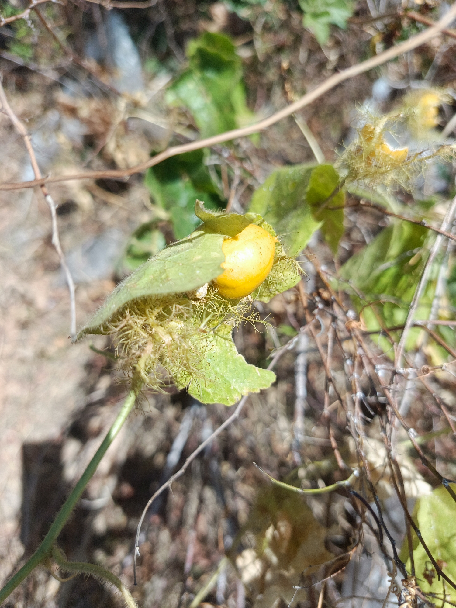 The image shows a close-up of a yellow fruit with leafy green coverings and hairy tendrils. The fruit is small and round, with a vibrant yellow color. It is partially enclosed by a calyx of light green leaves that are also covered in fine, white hairs. Delicate, thread-like tendrils are visible, some emerging from the calyx and others extending outwards. The background is blurred, suggesting a natural environment with dry leaves, twigs, and dappled sunlight. The overall impression is of a wild plant in its natural habitat, likely in the city of Ilotidea, Indonesia.