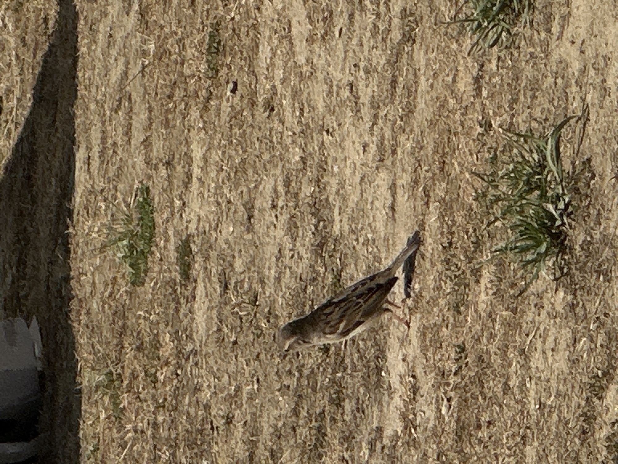 A bird is on the ground, which is a mix of brown and green vegetation. The location appears to be outdoors. There's also a shadow visible, suggesting it is daytime. No people are visible. The city of Vila Real, Portugal, cannot be confirmed from the image.