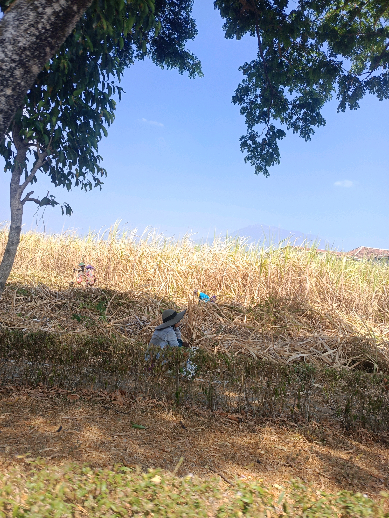 An outdoor, eye-level, medium shot captures a dry landscape with sparse vegetation under a clear blue sky. In the foreground, dry leaves and grass cover the ground. A few feet back, a line of small, green bushes with sparse foliage separates the foreground from a field of tall, dry, yellow grass that extends into the mid-ground. A large tree with a rough, gray-brown trunk and green leaves dominates the left side of the frame, its branches reaching towards the top of the image.
In the mid-ground, two scarecrows are visible within the tall grass. The scarecrow on the left is adorned with a green and brown head and a colorful patterned dress. The scarecrow on the right wears a purple head covering and a similar colorful dress. Further to the right, partially obscured by the tall grass, a person wearing a wide-brimmed hat and a checkered shirt is crouched down, facing away from the camera.
In the background, a distant mountain range is visible through the dry grass under the bright sky. A tiled roof of a building can be seen to the right of the mountain range. The scene is illuminated by natural daylight, casting subtle shadows on the ground. The overall impression is one of a rural, possibly agricultural setting, characterized by dry conditions.