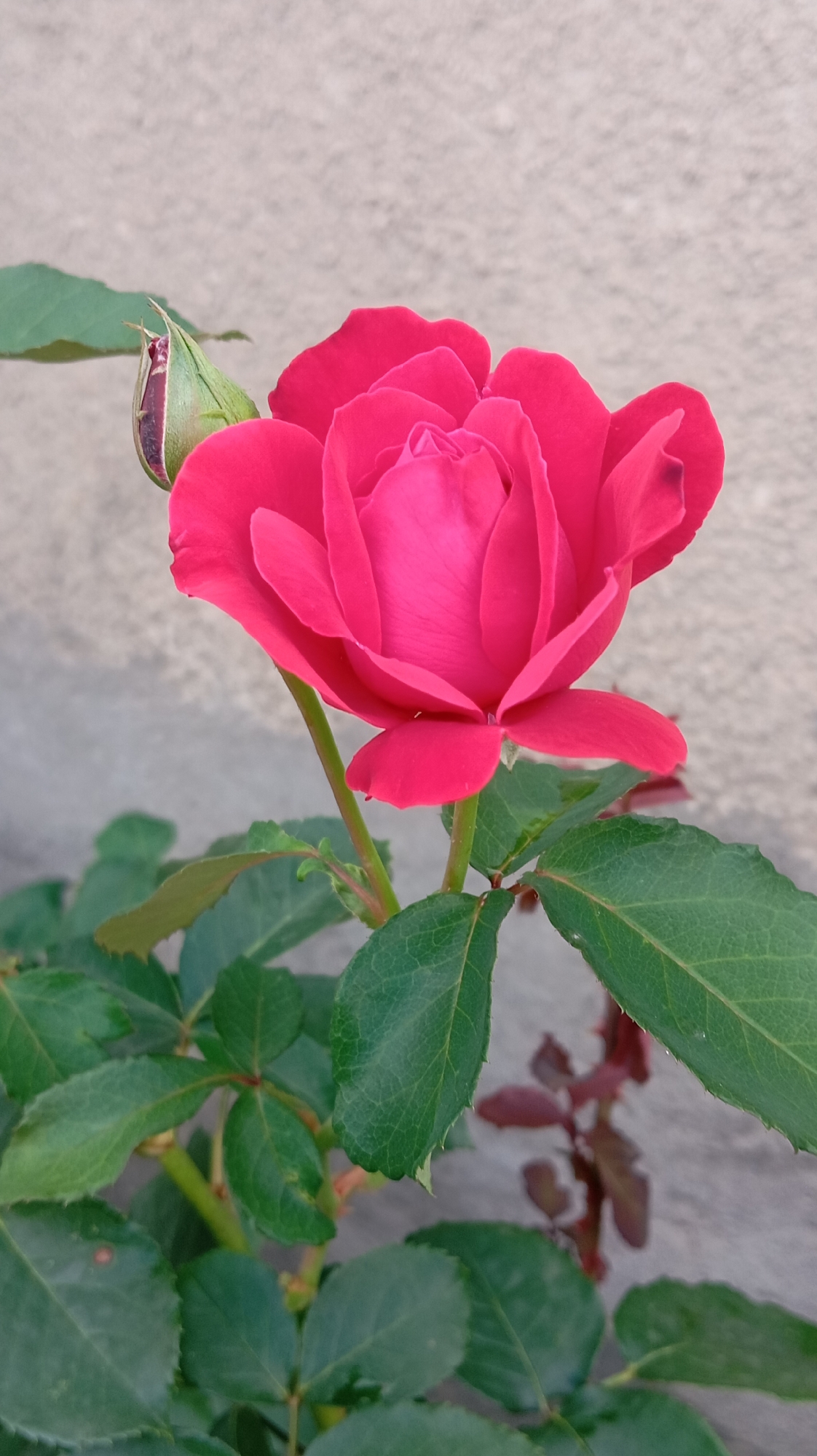 A close-up, vertical shot captures a vibrant pink rose in bloom against a muted, textured background. The rose is the central subject, its petals unfurling in shades of deep pink, with subtle variations in tone suggesting texture and depth. To the left of the rose, a single, unopened bud peeks out, its green sepals partially revealing the deep pink of the petals within. The rose is supported by a slender, green stem, from which several dark green leaves emerge. These leaves are serrated along their edges and exhibit a slightly glossy sheen. In the lower right portion of the frame, a cluster of new growth or spent stems displays a reddish-brown hue.
The background is a uniform, light gray, with a subtly uneven texture, likely representing a wall or similar structure. This neutral backdrop emphasizes the vivid color and delicate form of the rose. The lighting appears to be natural daylight, casting soft shadows and highlighting the contours of the petals and leaves. The overall mood is one of natural beauty and tranquility. There is no visible text in the image. The scene suggests a garden or outdoor setting, possibly in Baksan, Russia, given the location context. The time of day is likely daytime, and the weather appears calm.