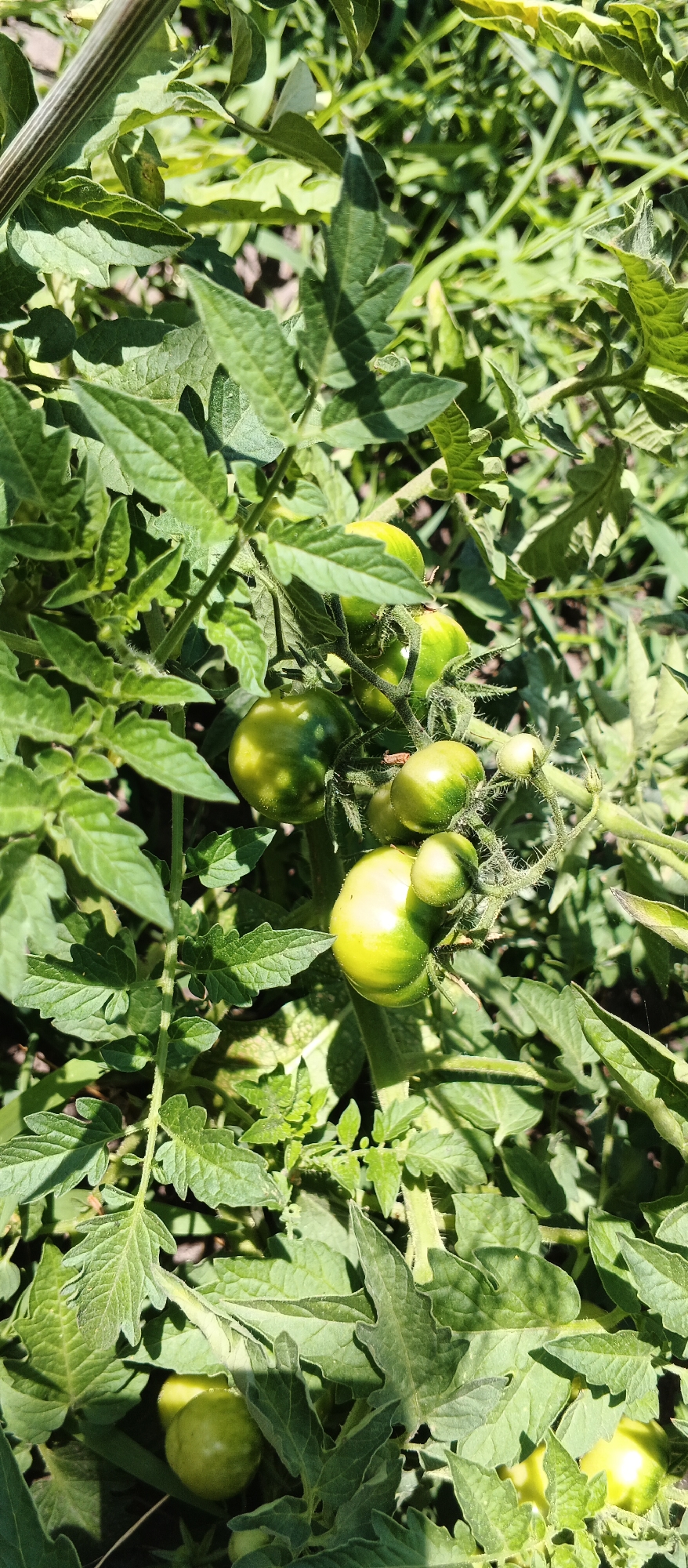 The image depicts a close-up view of a tomato plant with several green tomatoes at various stages of development. The plant has lush green leaves and is growing in an outdoor environment. The lighting suggests it is daytime, with sunlight casting shadows. The focus is on the tomatoes and the foliage of the plant. There are no people or animals visible in the image. The scene appears to be a garden or a farm setting. It is not possible to determine the specific location in the city of Smila, Ukraine, from the visual information provided.