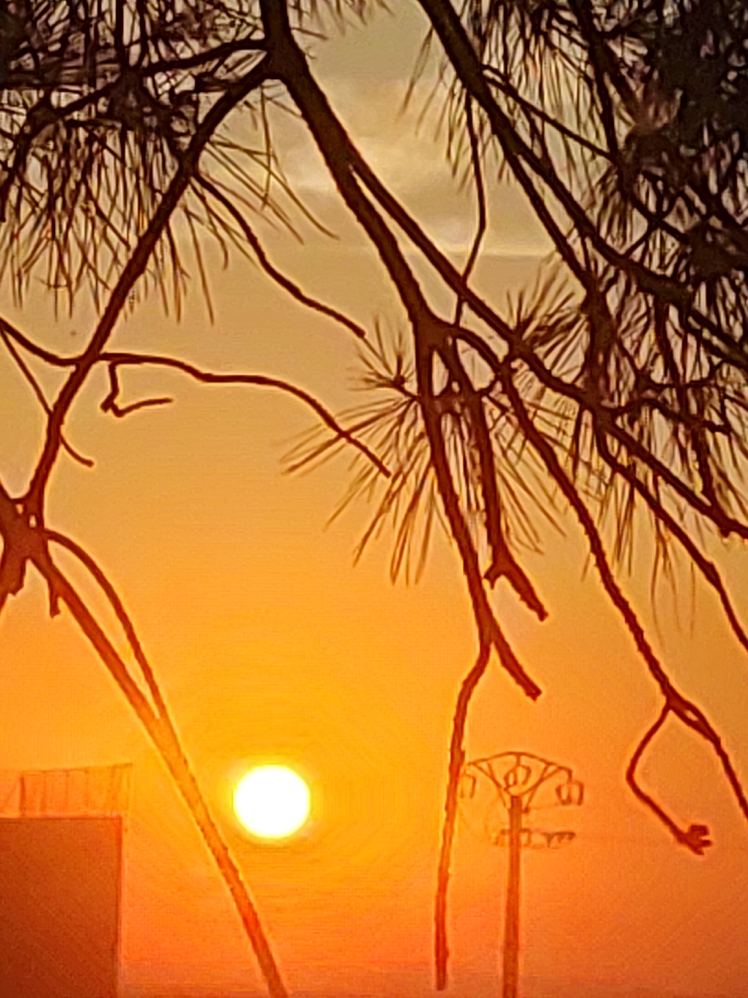 A close-up, vertical, medium shot captures a sunset scene in Sobradillo, Spain, featuring silhouetted pine branches in the foreground against a vibrant orange and yellow sky. The sun, a bright white orb, is positioned to the left of center, slightly obscured by the branches. To the left of the sun, a portion of a building with a railing is visible. In the middle ground, a power line tower stands as a dark silhouette. The image is characterized by warm, saturated colors and a distinct focus on the interplay between natural and man-made elements against the backdrop of a setting sun.