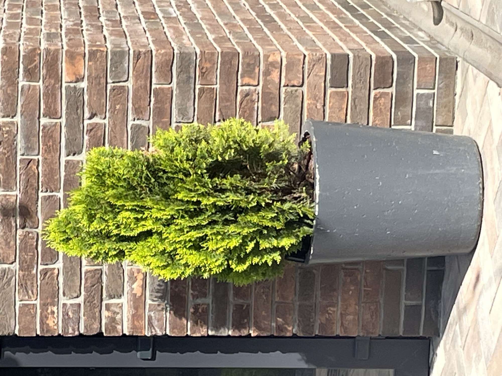 A bright green, conical evergreen shrub is planted in a dark gray cylindrical pot. The pot is positioned next to a brick wall made of dark reddish-brown bricks with gray mortar. The wall forms a corner to the right of the frame, and a dark gray door frame is visible on the left. The ground is paved with light brown square tiles. The lighting suggests it is daytime, with shadows cast by the shrub and the door frame. The scene is outdoors, likely in an urban or suburban setting given the brickwork and paved area. There are no people visible in the image.