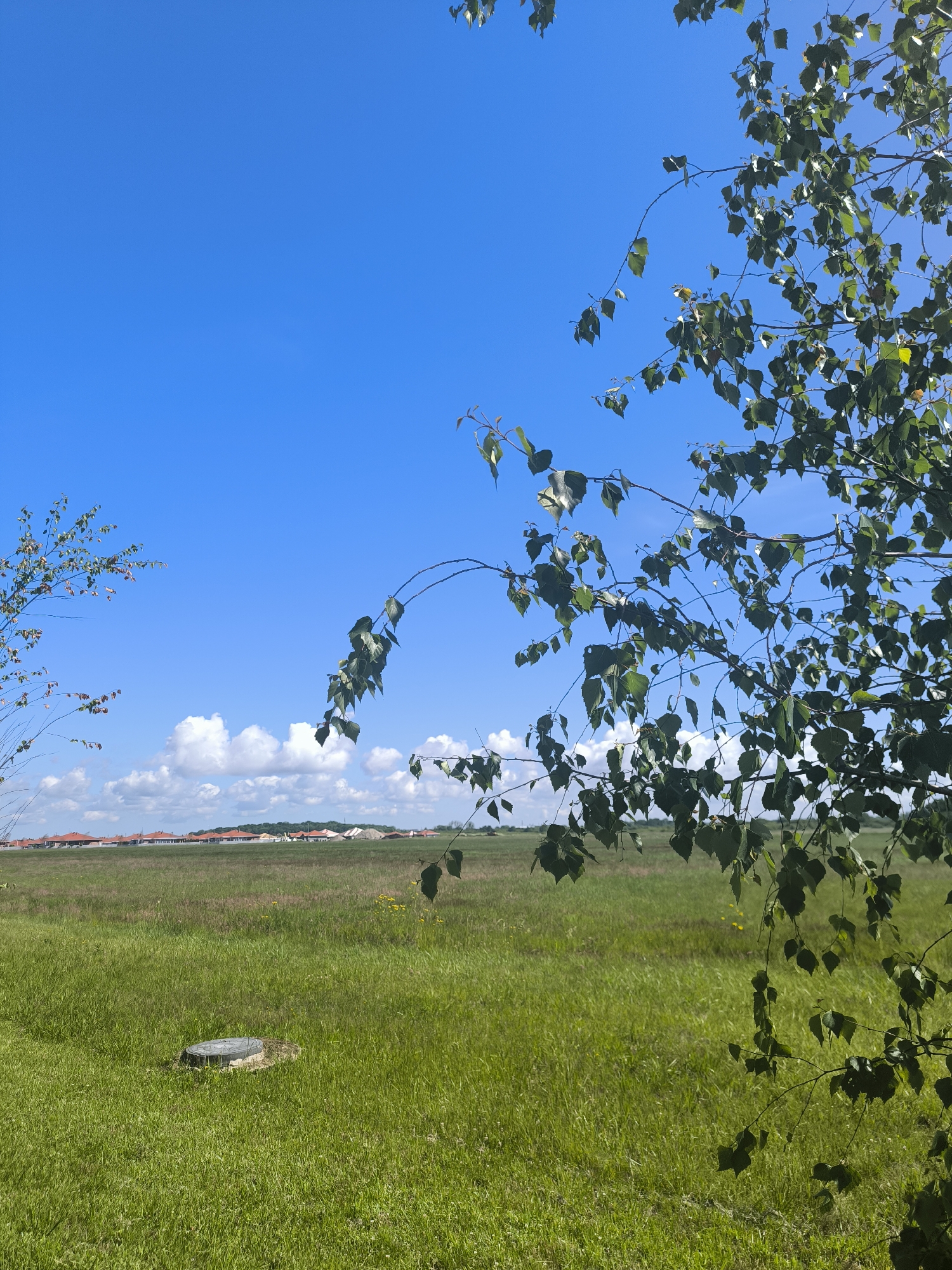 The image shows a grassy field with a clear blue sky and some white clouds. In the foreground, there are tree branches with green leaves. A round, metal manhole cover is visible in the grass. In the background, there is a row of houses with red roofs, and some construction materials. The scene appears to be a suburban or rural area, possibly in Laskino, Russia.