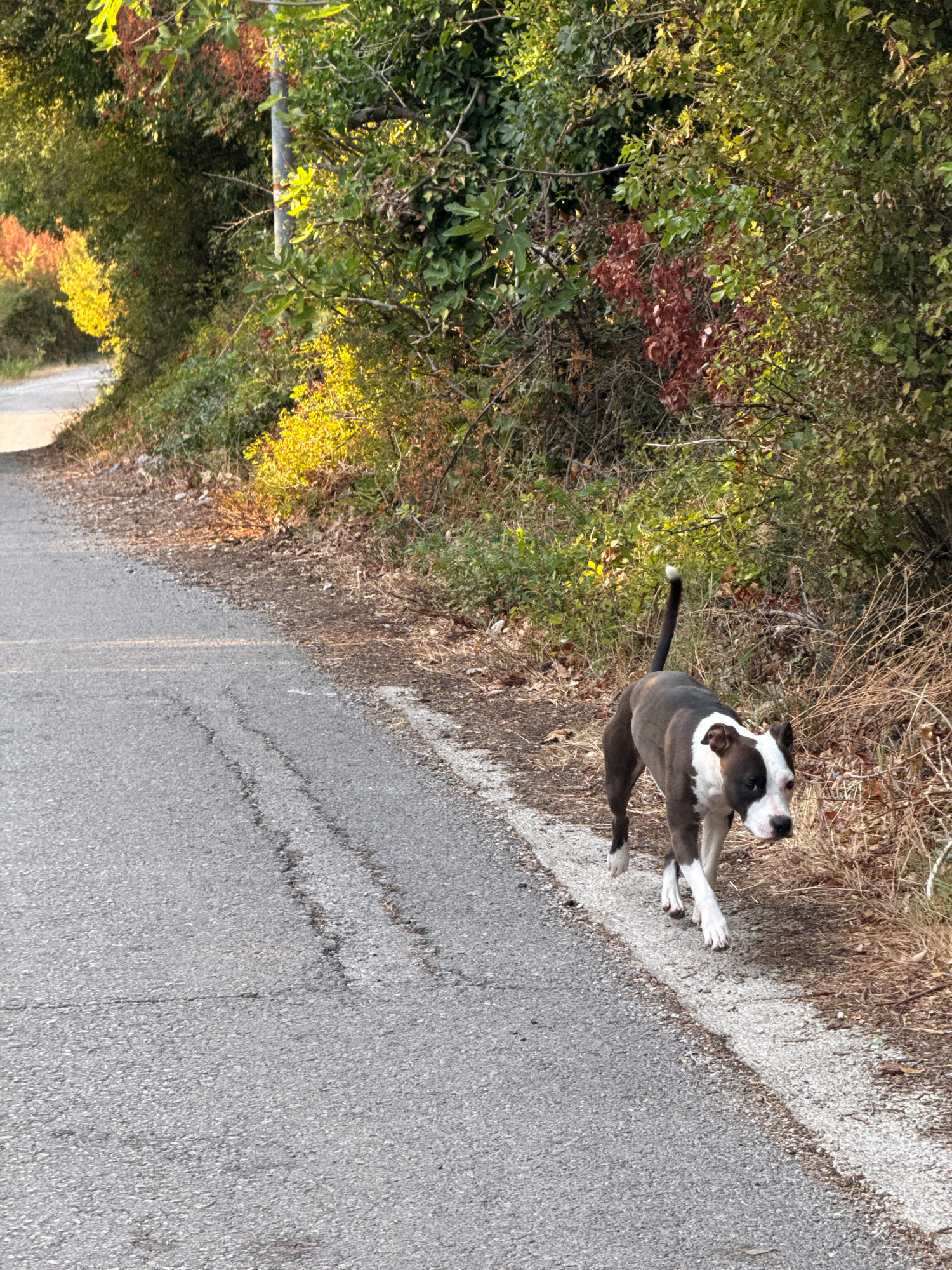A medium shot captures a black and white dog walking on the right side of an asphalt road, facing the camera. The dog is positioned mid-stride, with its head turned slightly to its right. Its tail is held upright and curled. The road surface shows signs of wear and tear, with cracks and unevenness. To the right of the road, dry, tall grass and brown foliage are visible. The left side of the road curves away into the distance, flanked by dense green foliage and trees. Sunlight illuminates parts of the vegetation, creating a dappled effect. The scene appears to be an outdoor, rural setting.