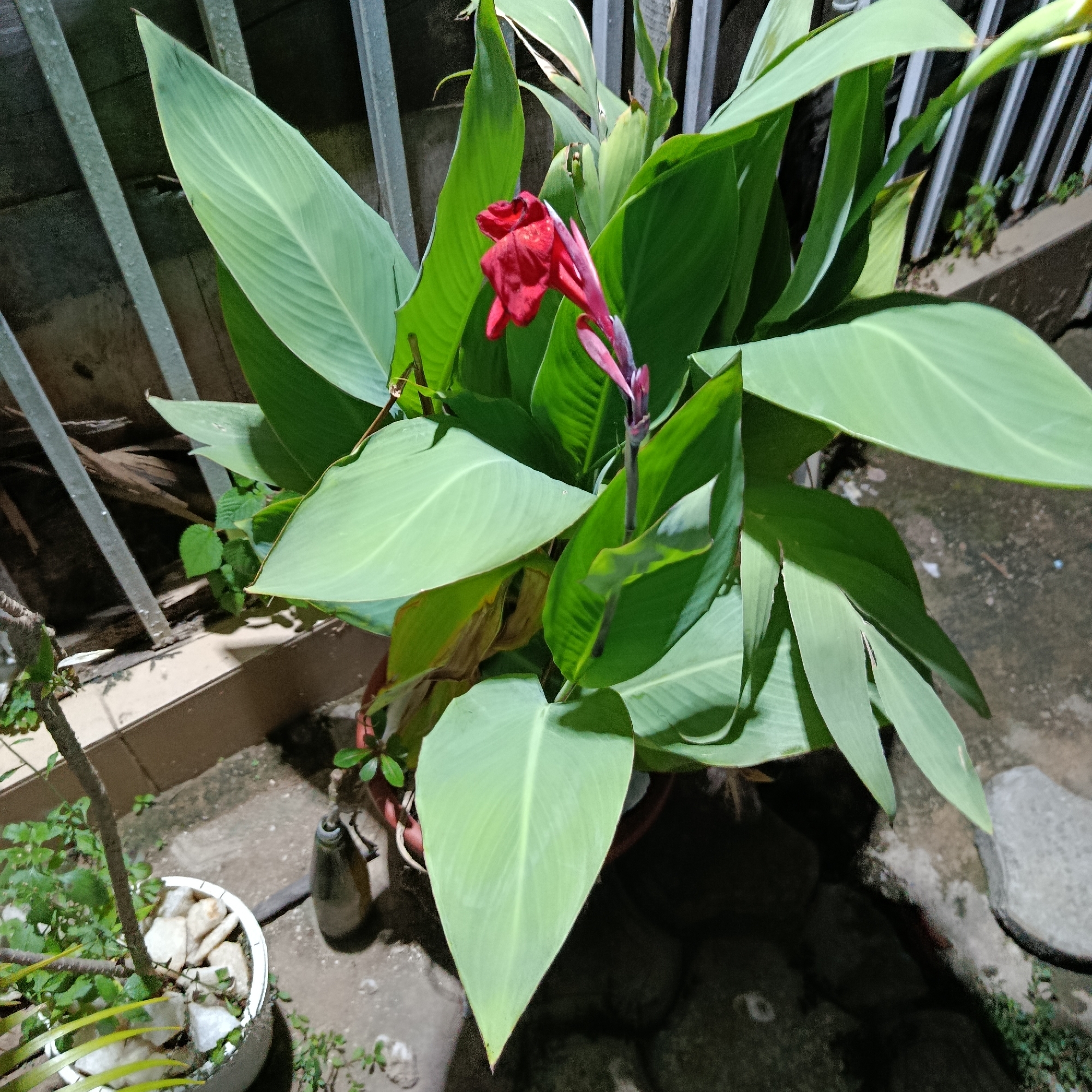 In Gwarinpa, Nigeria, a potted Canna Lily plant with large green leaves and a bright red flower is situated outdoors at night. The plant is positioned near a metal fence and some concrete elements, suggesting it is in a yard or garden area. The lighting indicates artificial illumination is present. The scene also includes a smaller potted plant with a thin trunk and green leaves to the left, and a dark, cylindrical object on the ground to the right of the Canna Lily. The ground is covered with stones and concrete.