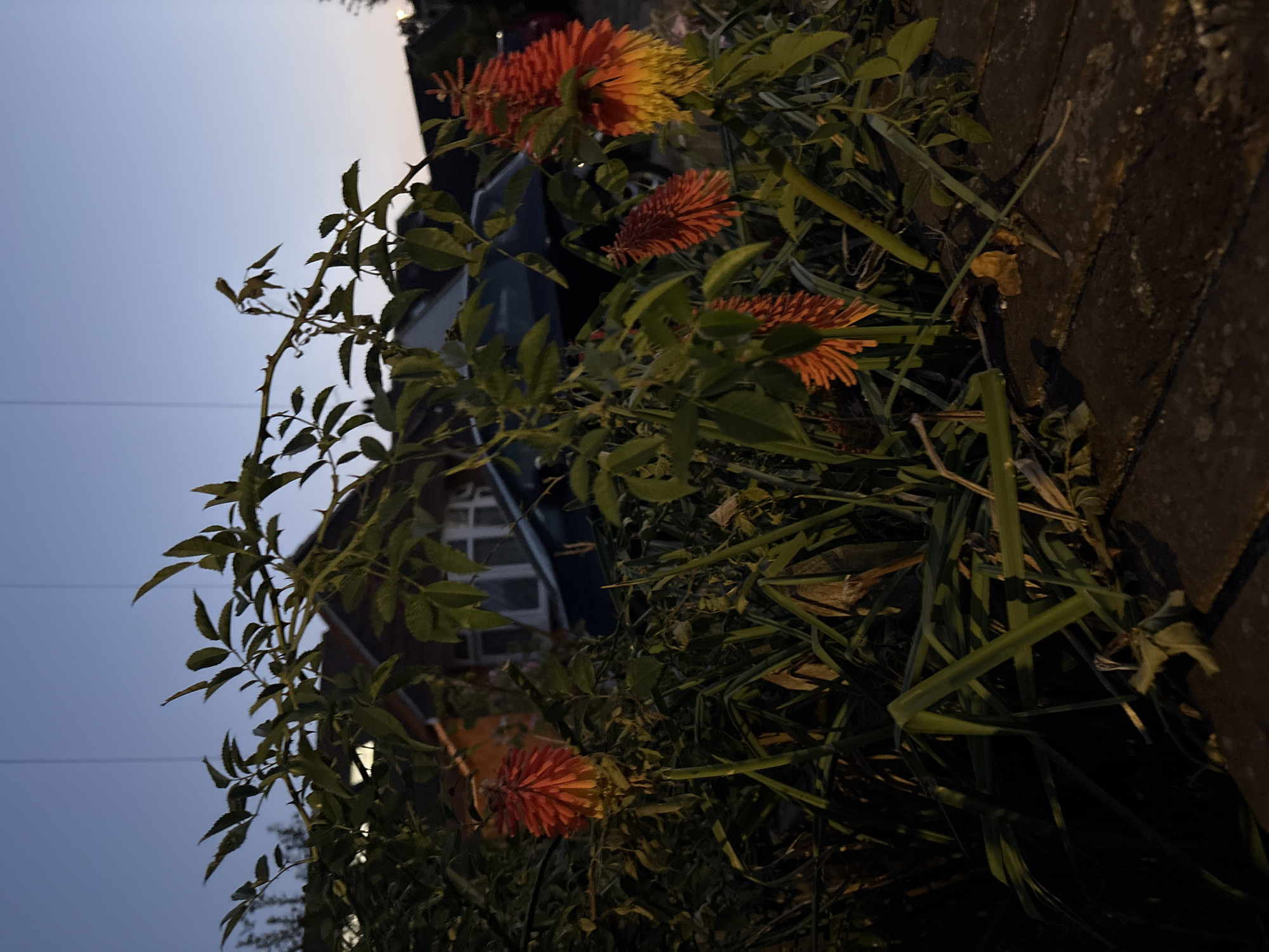 The image shows a close-up view of some red hot poker flowers and greenery in the foreground, with a residential house and a parked car visible in the background. The sky is a dusky blue, suggesting it is either dawn or dusk. The scene appears to be located in a residential area of Chelmsford, United Kingdom, given the architectural style of the house and the presence of a car. There are no people visible in the image, and no specific actions or interactions are depicted. The focus is on the plant life and the immediate surroundings.