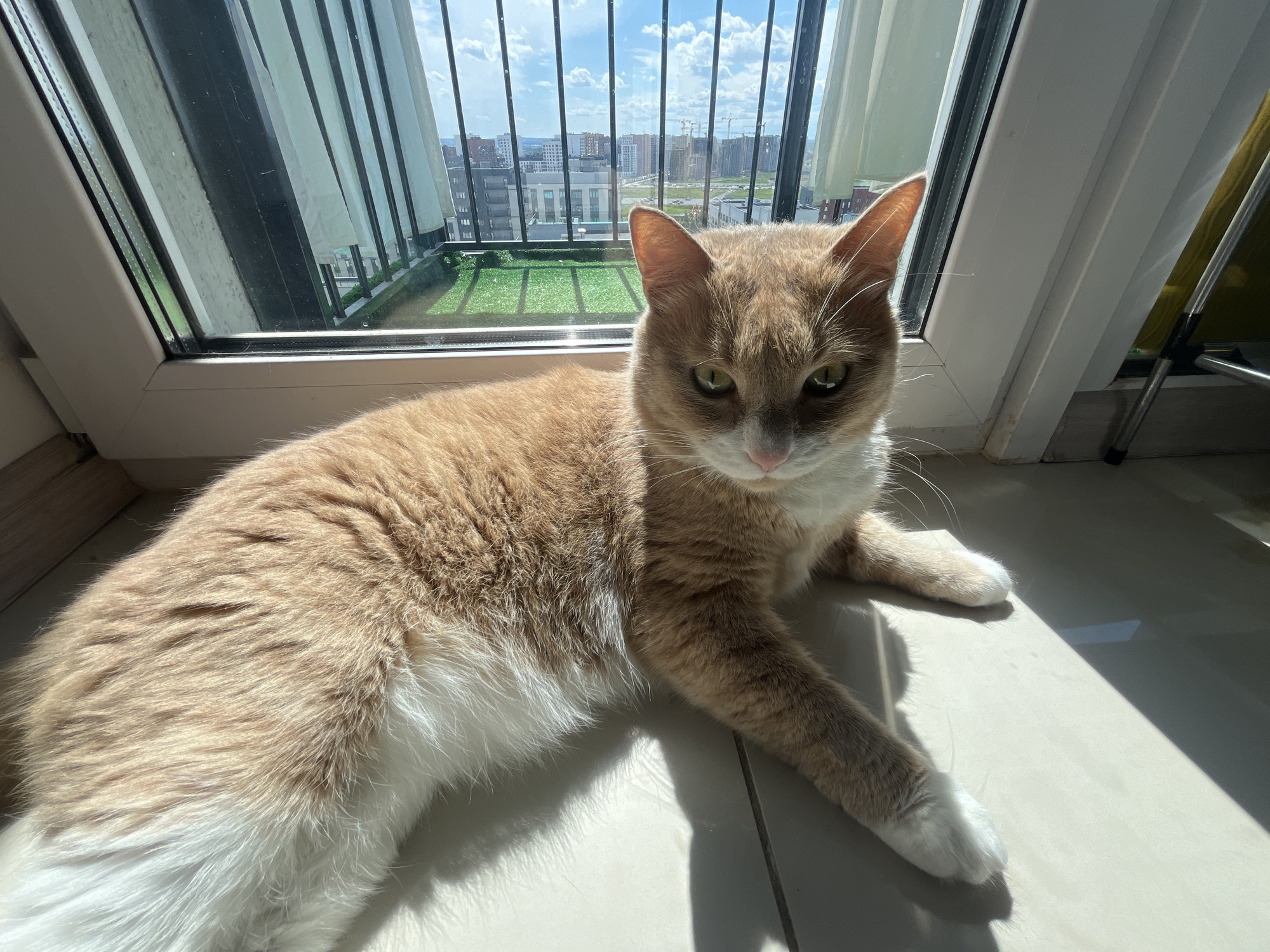 A ginger and white cat is lying on a tiled floor next to a large window. The window overlooks a city scene with buildings and a balcony with artificial grass. The cat is looking directly at the camera. The lighting suggests it is daytime, with sunlight streaming in from the window. The overall scene is a domestic setting within a city apartment.