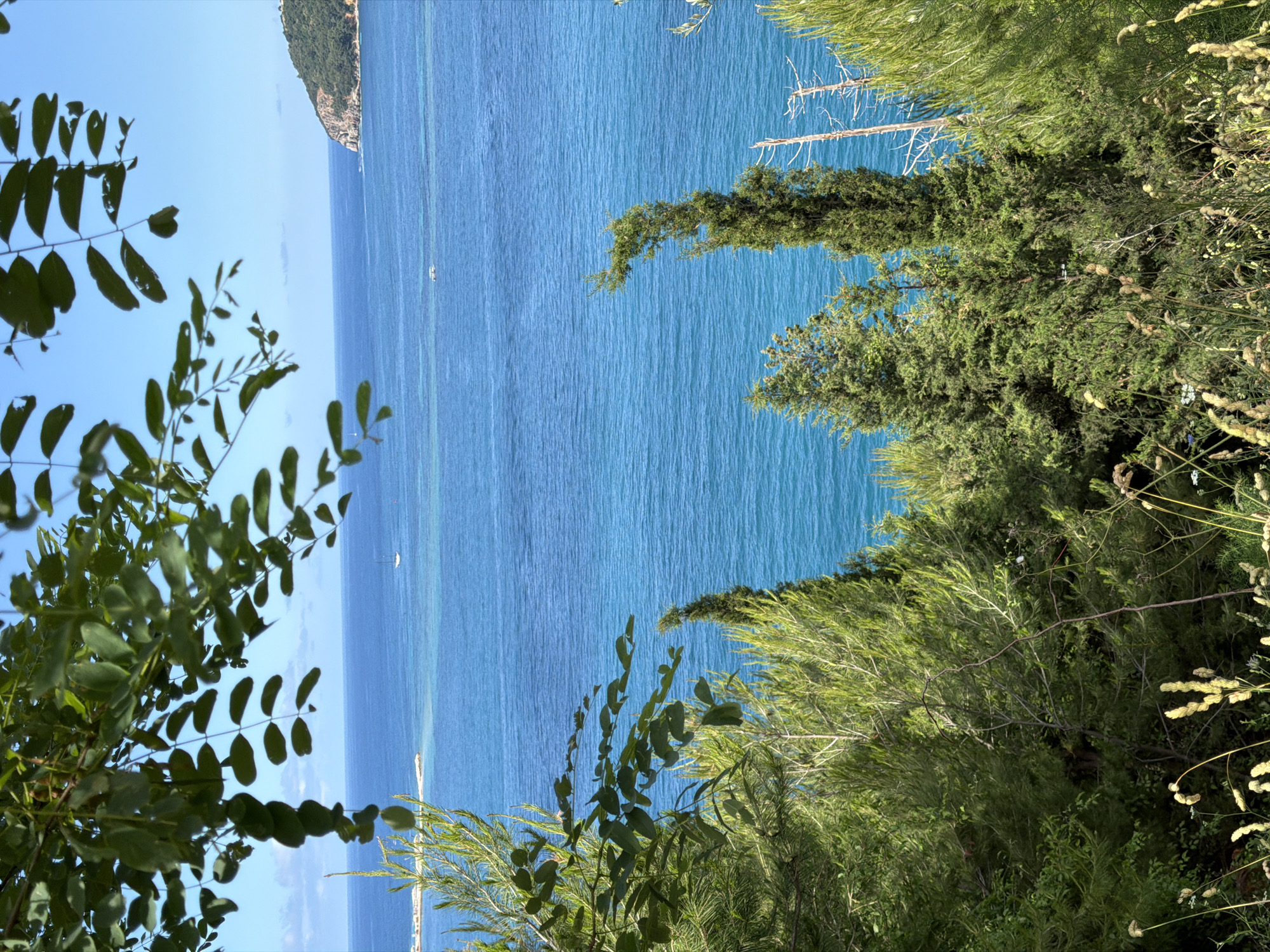 The image, taken in Bečići, Montenegro, captures a serene coastal vista, likely from an elevated viewpoint. The foreground is dominated by a lush array of green foliage, including trees with distinct broad leaves on the left, and a variety of dense shrubs and feathery plants with some dried seed pods on the right and lower parts of the frame. These plants frame a vast expanse of clear, deep blue sea that fills the midground.
The calm water exhibits subtle ripples and variations in shade, suggesting clear depths. Several small white boats or yachts are scattered across the sea, appearing as tiny specks against the blue. In the distance, on the left side of the frame, a verdant, tree-covered coastline or island extends into the horizon under a bright, clear blue sky. Another distant landmass or pier is faintly visible further along the lower horizon. The bright, even lighting suggests it is daytime, likely midday or early afternoon, with sunny and pleasant weather. There is no visible text in the image. The overall scene conveys a tranquil and picturesque natural environment.