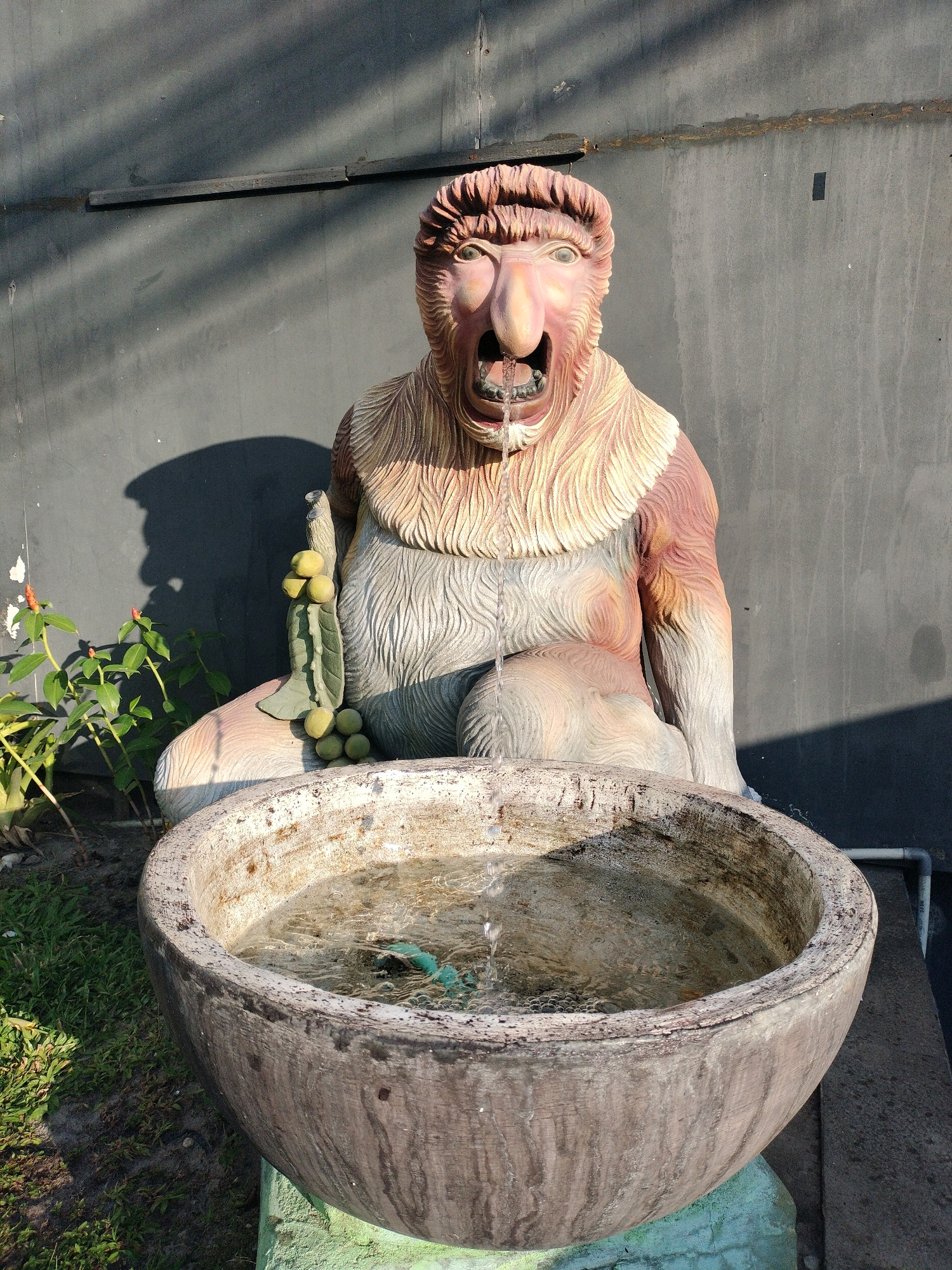 This is a full-frame, eye-level outdoor photograph of a statue of a proboscis monkey with water spraying from its mouth, functioning as a fountain. The statue is a light tan color with reddish-brown highlights on its head and arms. It has a prominent nose, wide mouth with visible teeth, and strands of fur sculpted around its face and chest. The monkey is sitting with its legs bent, and in its left hand, it holds a green object resembling a stalk of fruit with several rounded pieces.
The statue is positioned in front of a dark gray, weathered wall with horizontal wooden planks visible near the top. Sunlight casts diagonal shadows across the wall, indicating a bright day. To the left of the statue, a small green plant with red flowers is growing, and a dark shadow of the monkey's head is cast on the wall behind it.
In the foreground, a large, weathered concrete basin filled with water sits in front of the statue. Water from the monkey's mouth is cascading into the basin, creating ripples and a small splash. A green object, possibly a toy or part of the fountain's mechanism, is partially submerged in the water. The basin rests on a light green rectangular base, which is partly obscured by grass and dirt. The ground around the basin is covered with dry grass and patches of dirt. A white pipe is visible to the right of the basin.
This scene is located at the entrance of the Proboscis Monkey Park (Taman Bekantan) in Banjarmasin, Indonesia. The park is a conservation area for the endemic proboscis monkeys of Borneo, and this fountain is a prominent visual marker at its entrance.