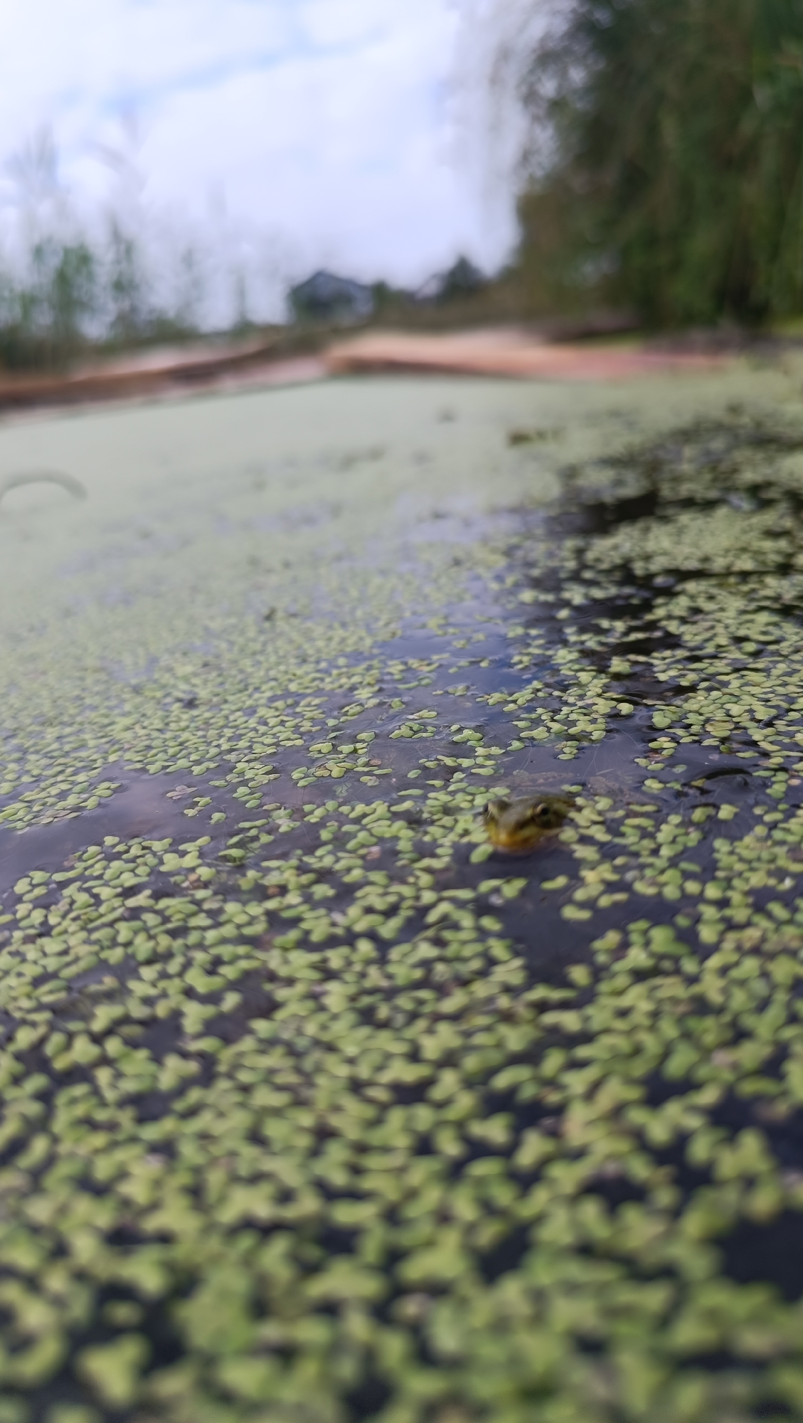 A close-up, low-angle shot captures a small green frog peeking its head out of murky water covered in a dense layer of green duckweed. The frog's eyes and snout are visible above the surface, surrounded by the tiny floating plants. The background is blurred, showing a light-colored sky with some clouds, trees, and a distant house. The scene appears to be a natural pond or body of water, possibly in a rural or park-like setting. There is no indication that this scene is located in the city of Karsha, Russia.