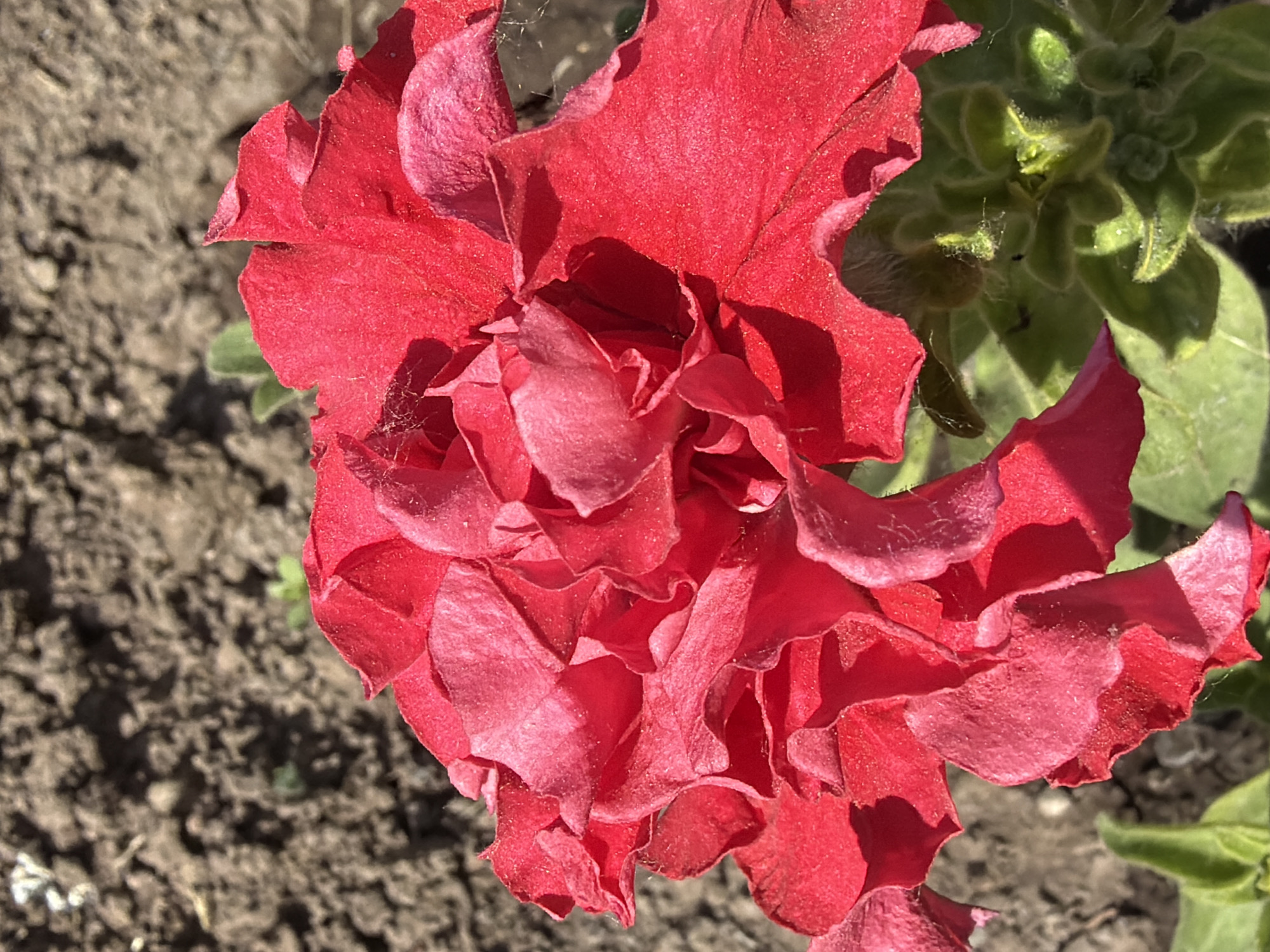 A close-up, vertically oriented, eye-level shot showcases a vibrant red, ruffled petunia bloom against a blurred background of brown soil. The flower's petals are densely layered and show a textured, almost velvety surface with a dusting of fine particles. Some delicate spiderwebs are visible clinging to the petals and the green calyx at the base of the flower. The lighting suggests it is daytime, with shadows creating depth and highlighting the flower's intricate details. The soil appears dry and somewhat clumpy, with a few sparse green leaves peeking out from the bottom edge of the frame. The overall impression is one of natural beauty and delicate detail.