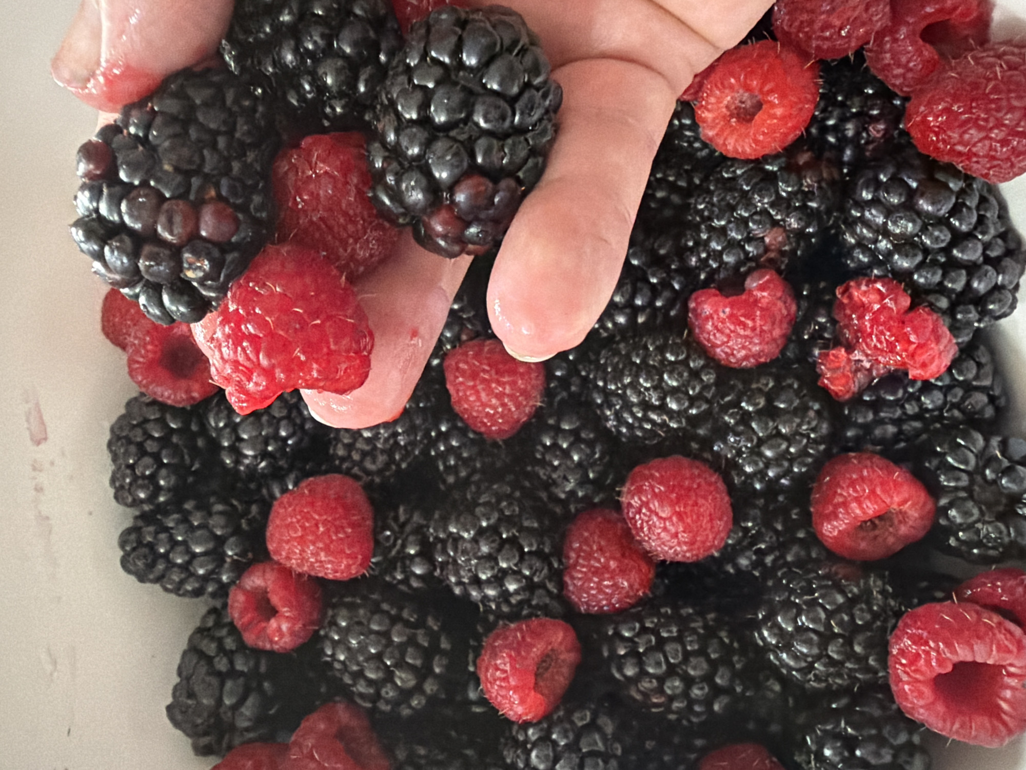 A close-up overhead shot shows a hand holding a cluster of blackberries over a bowl filled with blackberries and raspberries. The berries are plump and appear fresh. The hand is light-skinned and is gently cupping the berries. The background is a white bowl, with hints of pink from the berries staining the rim. The lighting is soft and natural, highlighting the texture and vibrant colors of the fruit.
