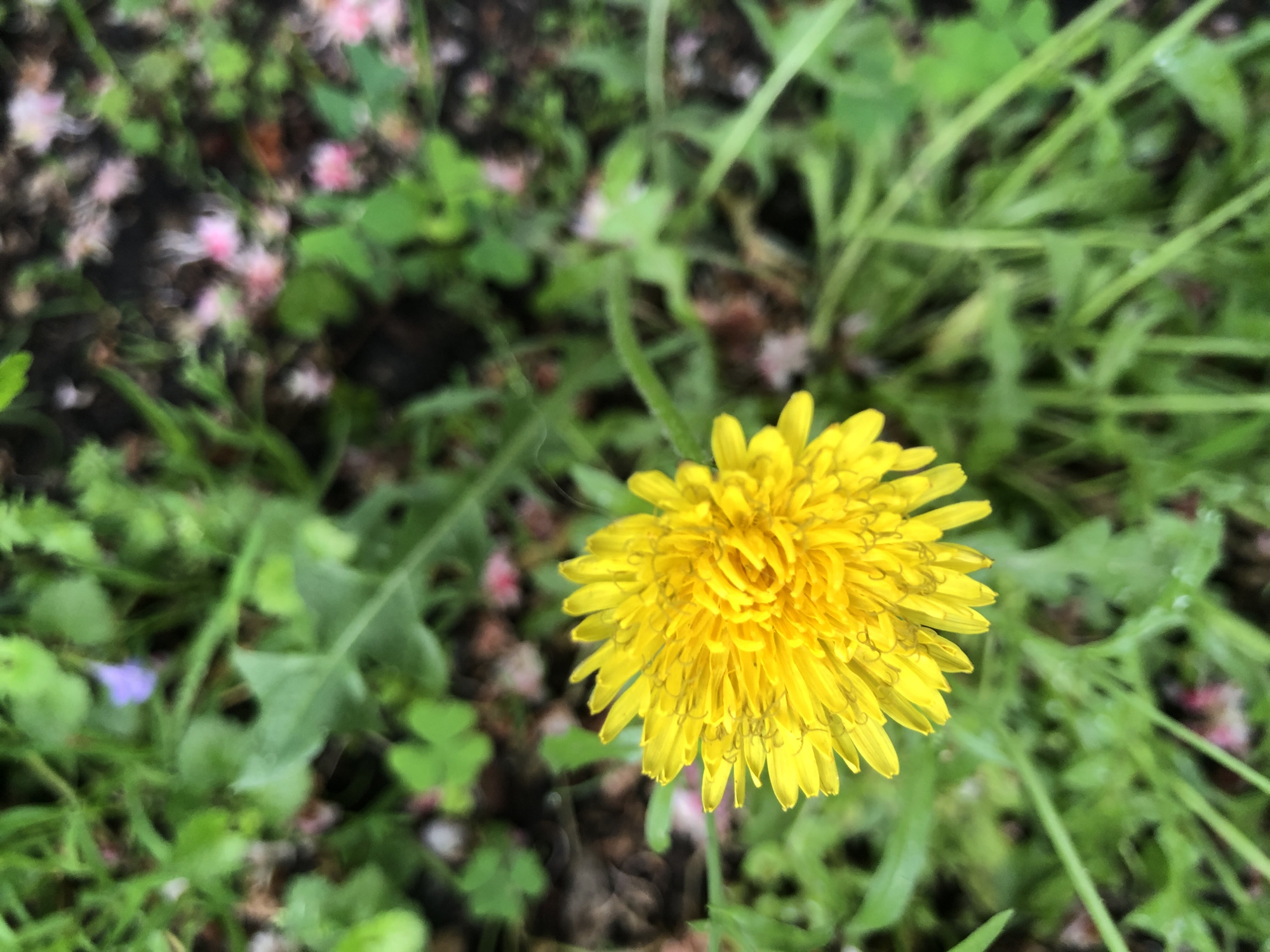 The image shows a yellow dandelion flower in a grassy area. There are pink flower petals scattered on the ground. The location is possibly in Kyiv, Ukraine, but the image does not provide definitive evidence to confirm this. The focus is on the dandelion, with other vegetation forming a background.