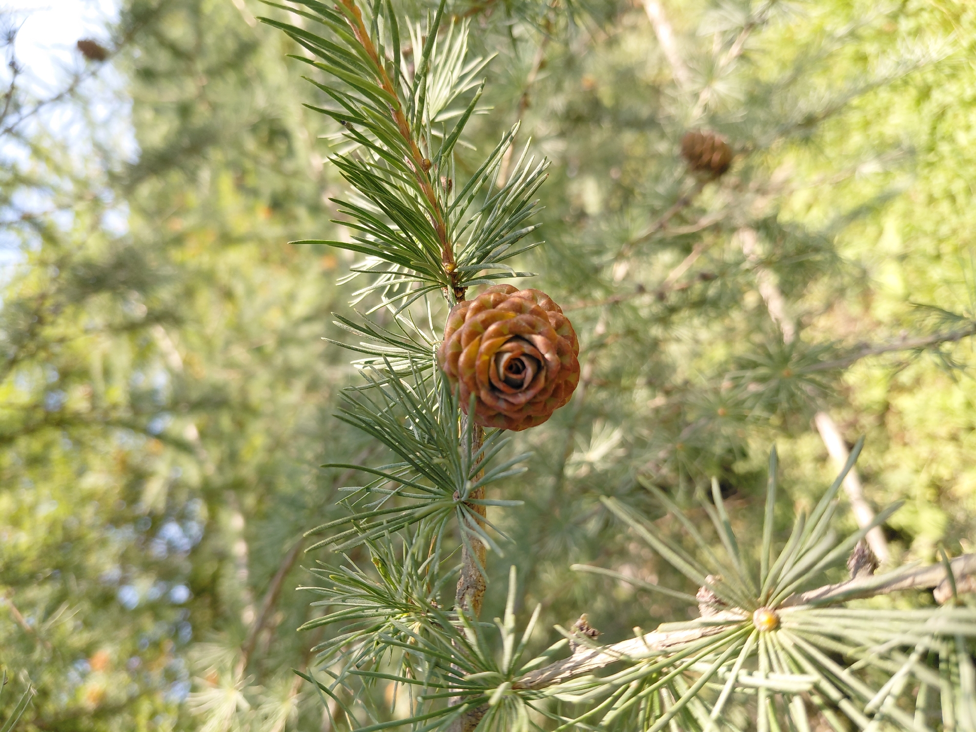 In Chernivtsi, Ukraine, a close-up, eye-level photograph captures a single, small, brown pinecone hanging from a branch of a conifer tree. The pinecone, positioned in the center of the frame, displays its scales in a spiraling pattern reminiscent of a rose. Surrounding the pinecone are numerous thin, green needles of the tree, some sharp and pointed, others softer and clustered. The needles and branches are in sharp focus, creating a shallow depth of field. The background consists of blurred foliage and dappled sunlight, suggesting an outdoor setting in a park or forest. The lighting is natural, with sunlight illuminating the scene from the upper right, casting soft shadows. There are no people or animals visible in the image.