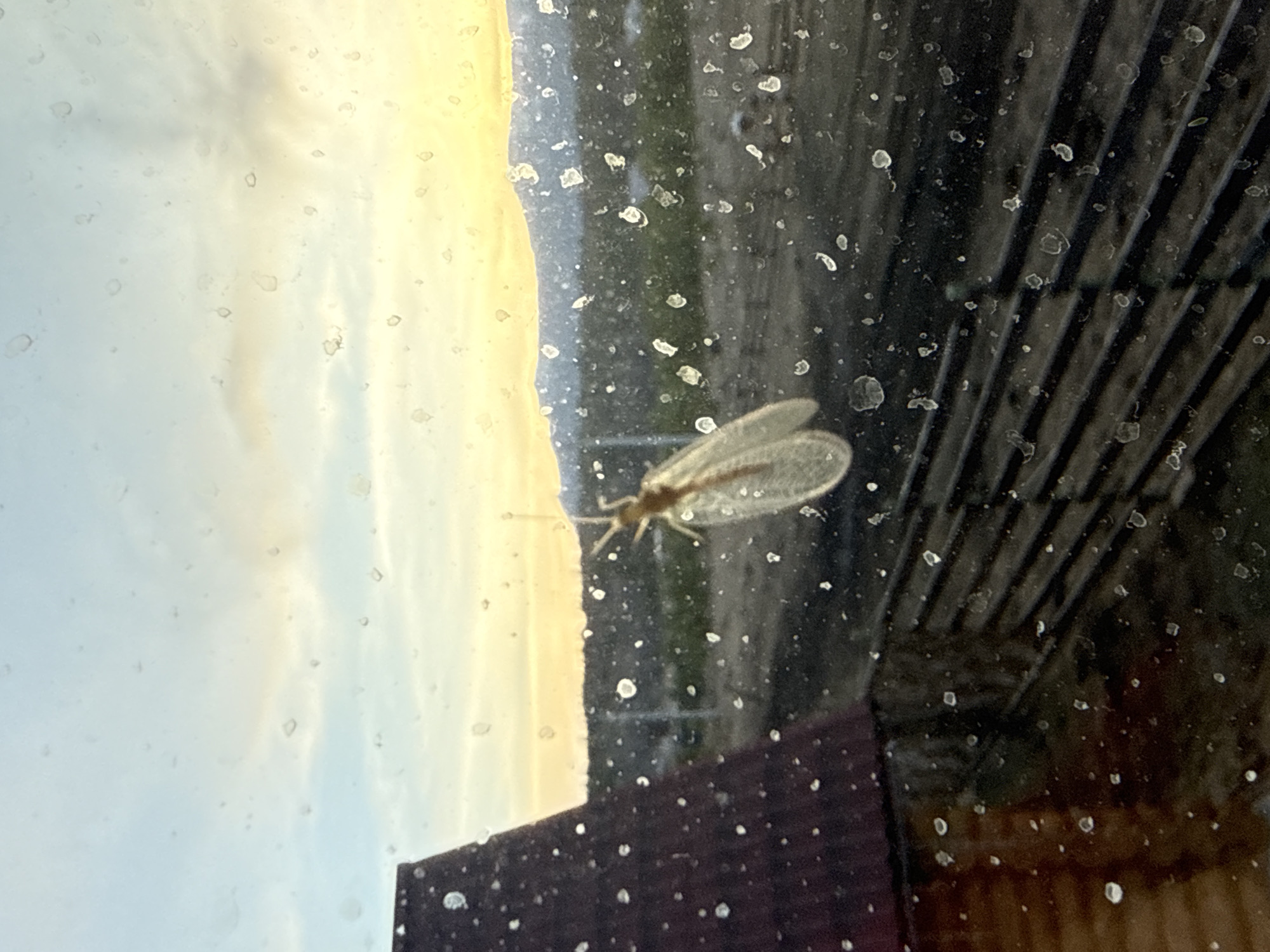 A lacewing insect is perched on a dirty window, with a view outside possibly of a cloudy sky and a building with dark vertical lines. The window is covered in spots of grime. The image appears to be taken from inside, looking out through the window. There is no indication of the location being Tyulyuk, Russia.