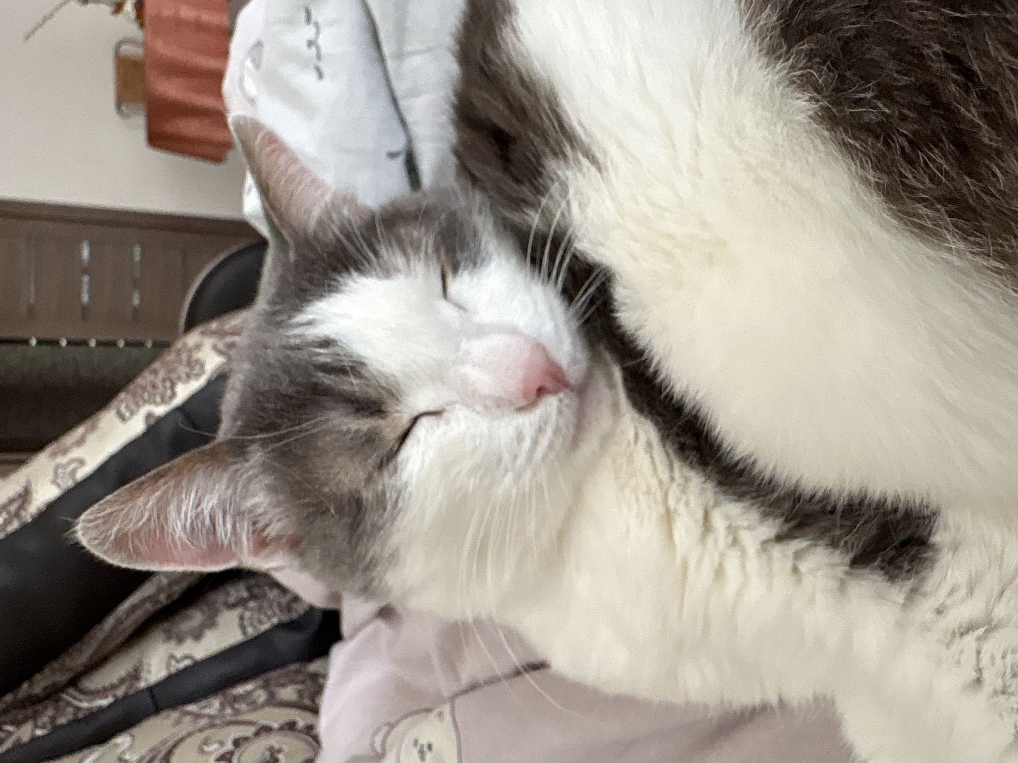 A close-up shot depicts a sleeping cat. The cat has a white face with gray markings on its head and ears. The tip of its nose is pink. The body of the cat is a mix of white and dark gray fur. The background includes bedding in various colors and patterns. The location is Ust-Ilimsk, Russia.