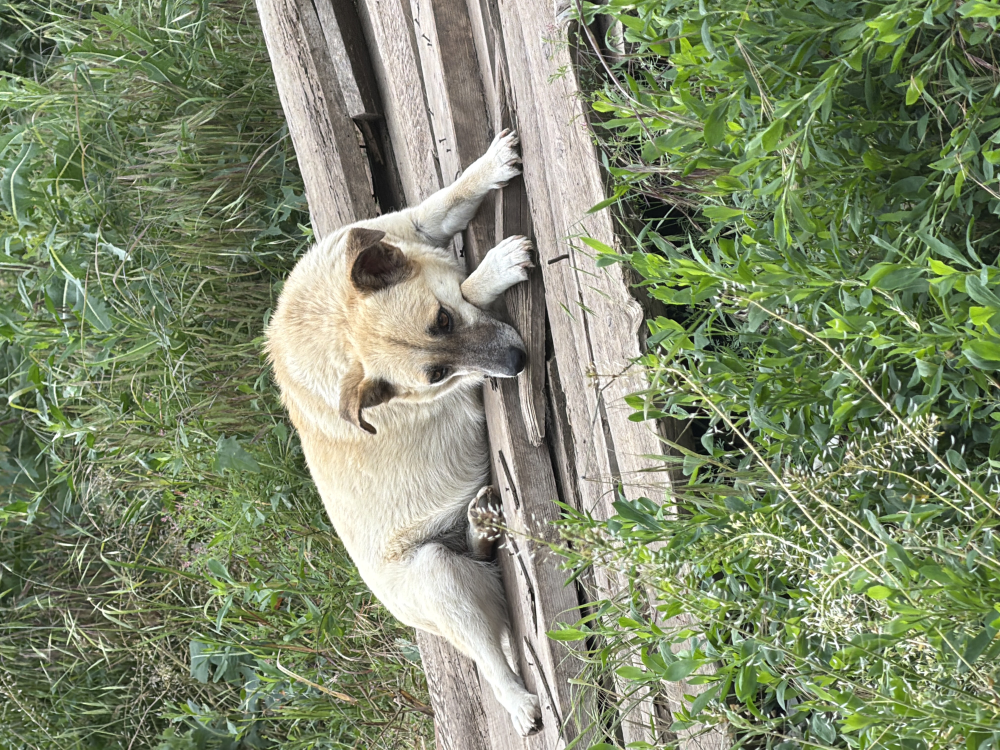 A light-colored dog with brown markings on its face and ears is lying on a series of wooden planks. The planks are weathered and appear to be part of a rustic structure or discarded material. The dog is positioned on its side, with its head resting on its paws, looking downwards with a somewhat somber expression. Its front legs are extended forward, while its hind legs are tucked beneath its body. The background consists of lush green grass and vegetation, suggesting an outdoor, possibly rural or unkempt urban setting in Leningradskaya, Russia. The overall lighting indicates it is daytime, with soft natural light. There are no other living beings visible in the frame, and the scene is static.