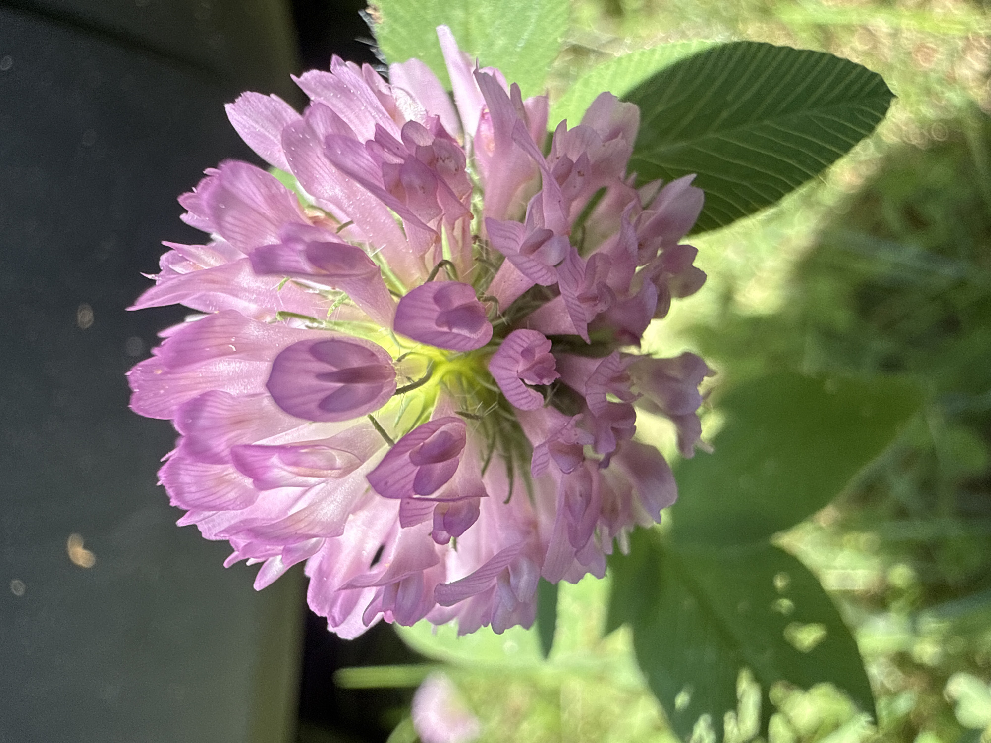 This is a close-up, eye-level, vertical shot of a pink clover flower in bloom. The flower head is spherical and composed of many small, delicate petals that are slightly translucent and tinged with purple at the tips. Some petals are unfurled, revealing a light green center with fine hairs. The flower is in focus, with the background softly blurred. Below the flower, two green clover leaves are visible, also slightly out of focus, showing vein details. The background consists of green foliage and a dark, out-of-focus area, possibly a shadow or a dark object. There are no people or animals present in the image. The lighting suggests it is daytime, with sunlight illuminating the flower from above and to the left. The image does not provide any specific indicators of its location within the Village of Johnson City, United States of America, beyond the general context of an outdoor, natural setting.