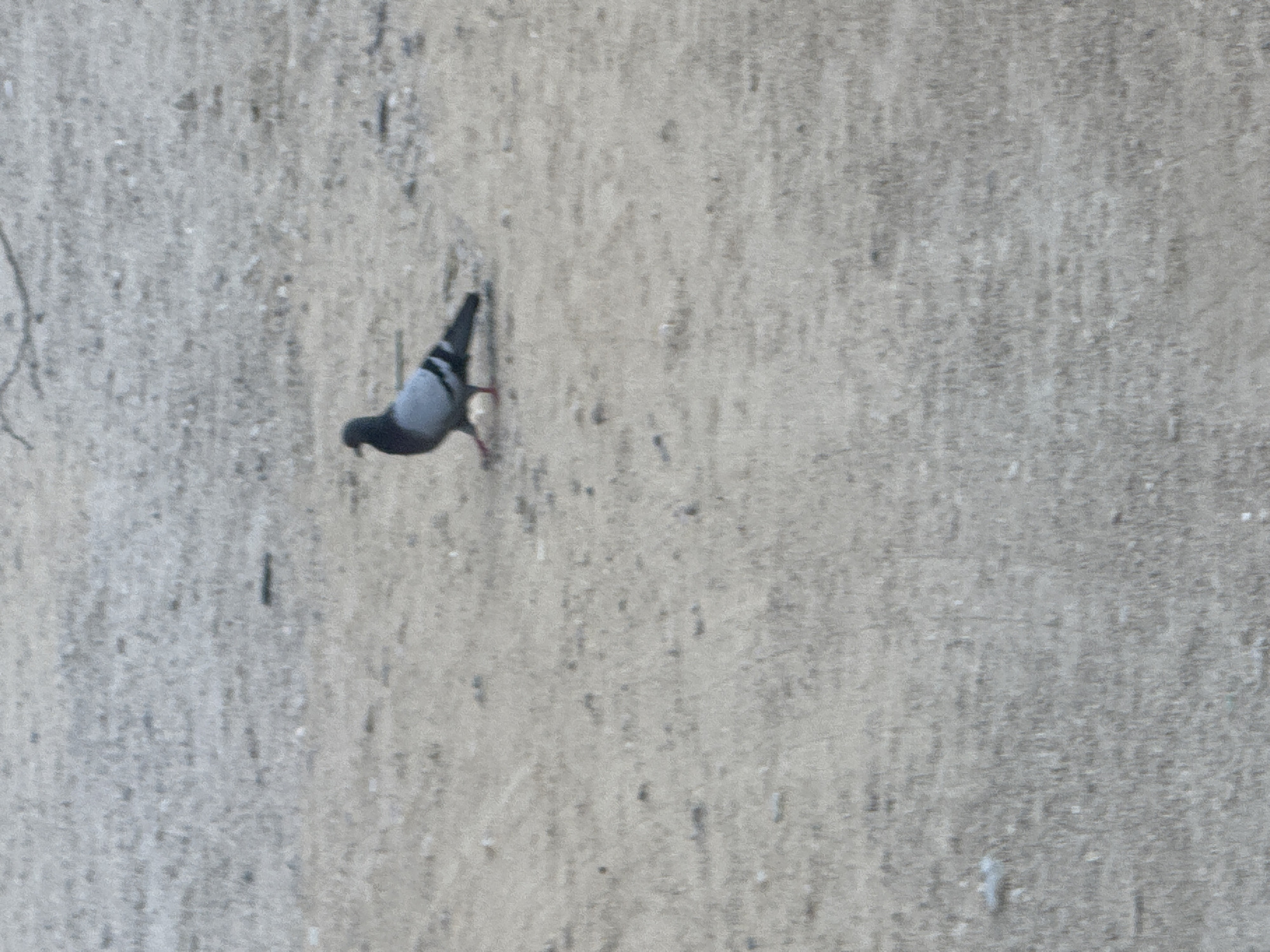 A pigeon is walking on a patch of dry, sandy ground in Aktau, Kazakhstan. The pigeon is gray with black markings on its wings and tail. It is facing to the left and its beak is slightly open. The ground is a light brown color and appears to be dry and dusty. There are a few small pebbles and debris scattered on the ground. In the background, the ground appears to be more textured, possibly with small tufts of dry grass or sparse vegetation. The lighting suggests it is daytime.