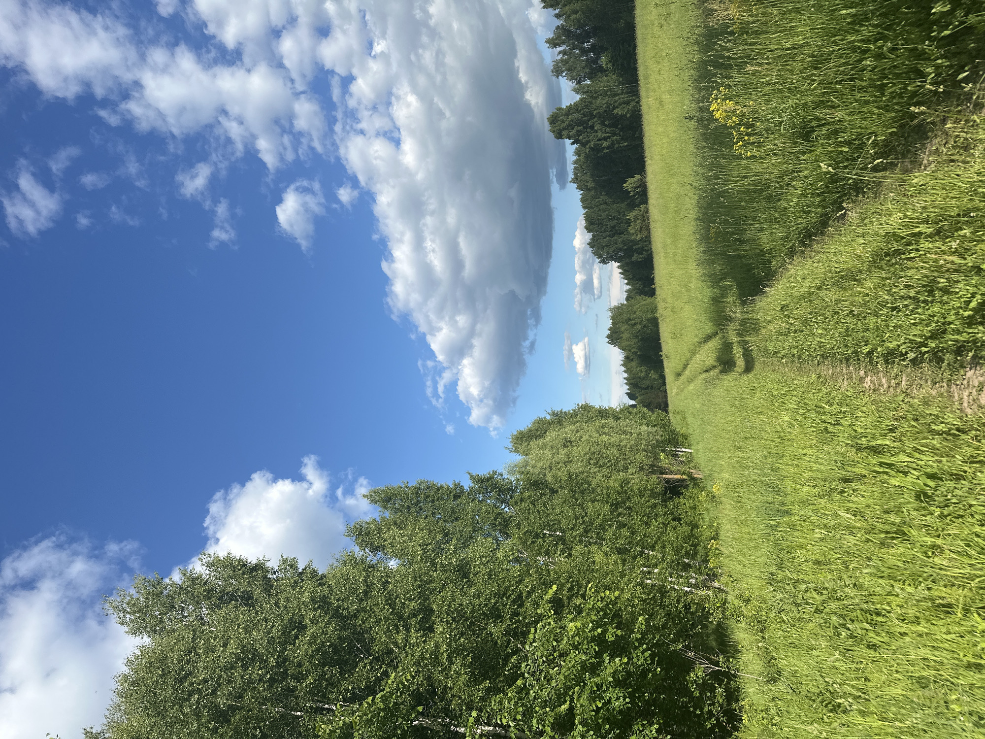 The image presents a rural landscape in Пермяки, Russia, under a partially cloudy blue sky. A narrow, unpaved dirt path, characterized by two distinct vehicle tracks, extends from the foreground into the mid-ground, curving slightly towards the right. This path is bordered on both sides by tall, dense green grass, with pockets of yellow wildflowers visible on the right. A continuous line of deciduous trees, including several birches with light-colored trunks and abundant green foliage, forms a verdant wall along the left side of the scene, stretching from the foreground to the mid-ground. In the far background, a dense forest line defines the horizon. The sky overhead is bright blue with scattered white and grey cumulus clouds. No individuals, animals, or man-made structures beyond the path are present.