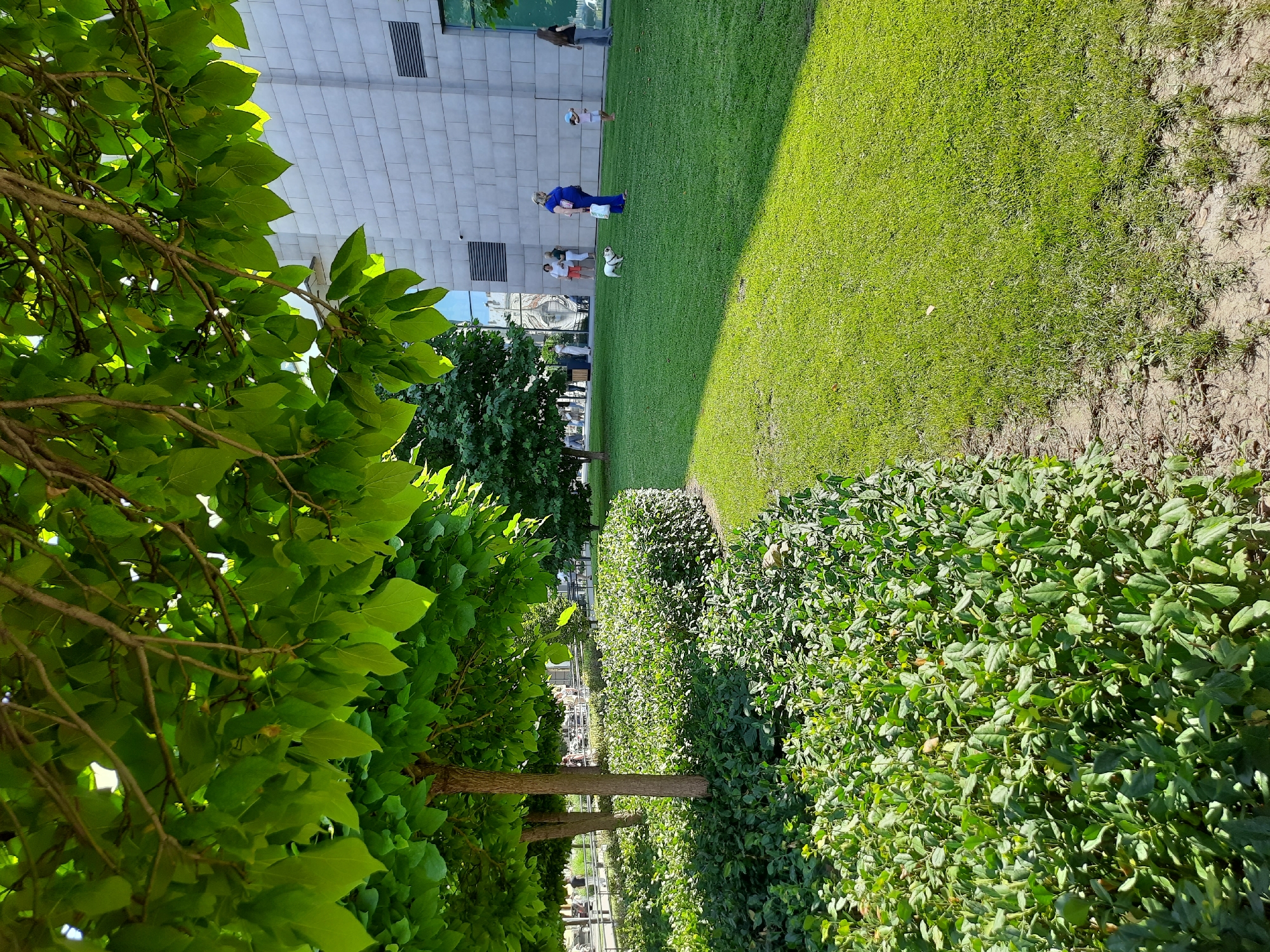 A sunny day scene unfolds with a lush green lawn and manicured bushes in the foreground. Several trees with full canopies of bright green leaves provide shade. In the middle ground, a white dog is running on the grass, and several people are gathered, including a woman in a blue jumpsuit. Behind them, a modern, grey building with large windows stands. In the background, more trees and a glimpse of city life can be seen. The overall impression is one of a well-maintained urban park or public space.