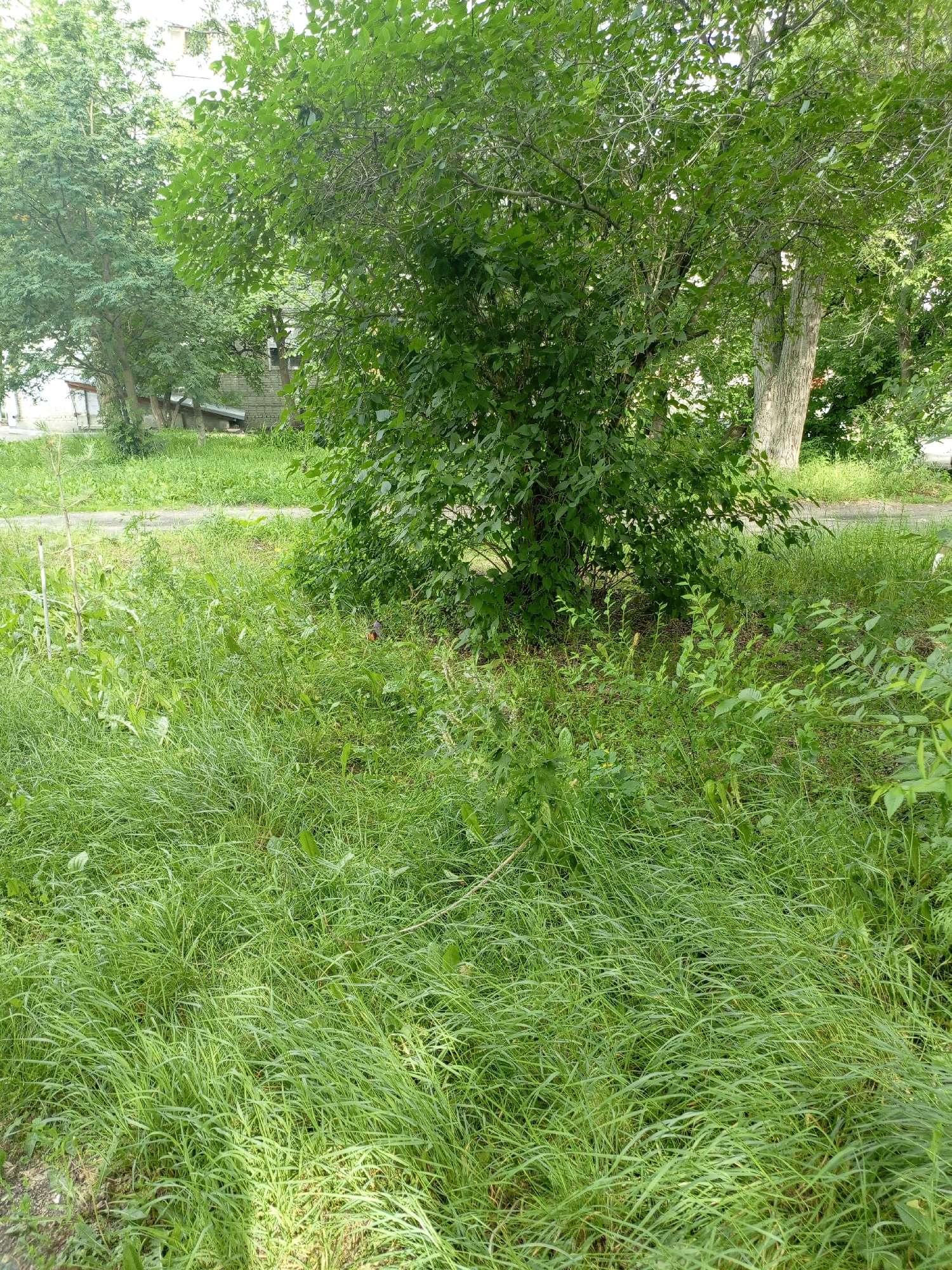 This media file captures an outdoor scene, likely a residential area, in Shadrinsk, Russia. The primary subjects are a dense green bush and a large tree with rough bark, both situated in the foreground and midground. Surrounding these are patches of tall, unkempt green grass and various other plants, indicating an unmanicured or naturalistic setting. In the background, a light-colored building with windows is partially visible through the foliage, suggesting it is a house or apartment building. A gravel or dirt path runs horizontally across the midground, separating the grassy areas.
The overall impression is one of a warm, sunny day, with dappled light filtering through the leaves, suggesting it might be late morning or early afternoon. The lush greenery indicates a time of year during the warmer months, likely summer or late spring. The scene appears peaceful and serene, with no visible activity or people. The presence of the building and path provides location cues of a developed area within a naturalistic environment. No text is visible in the image.