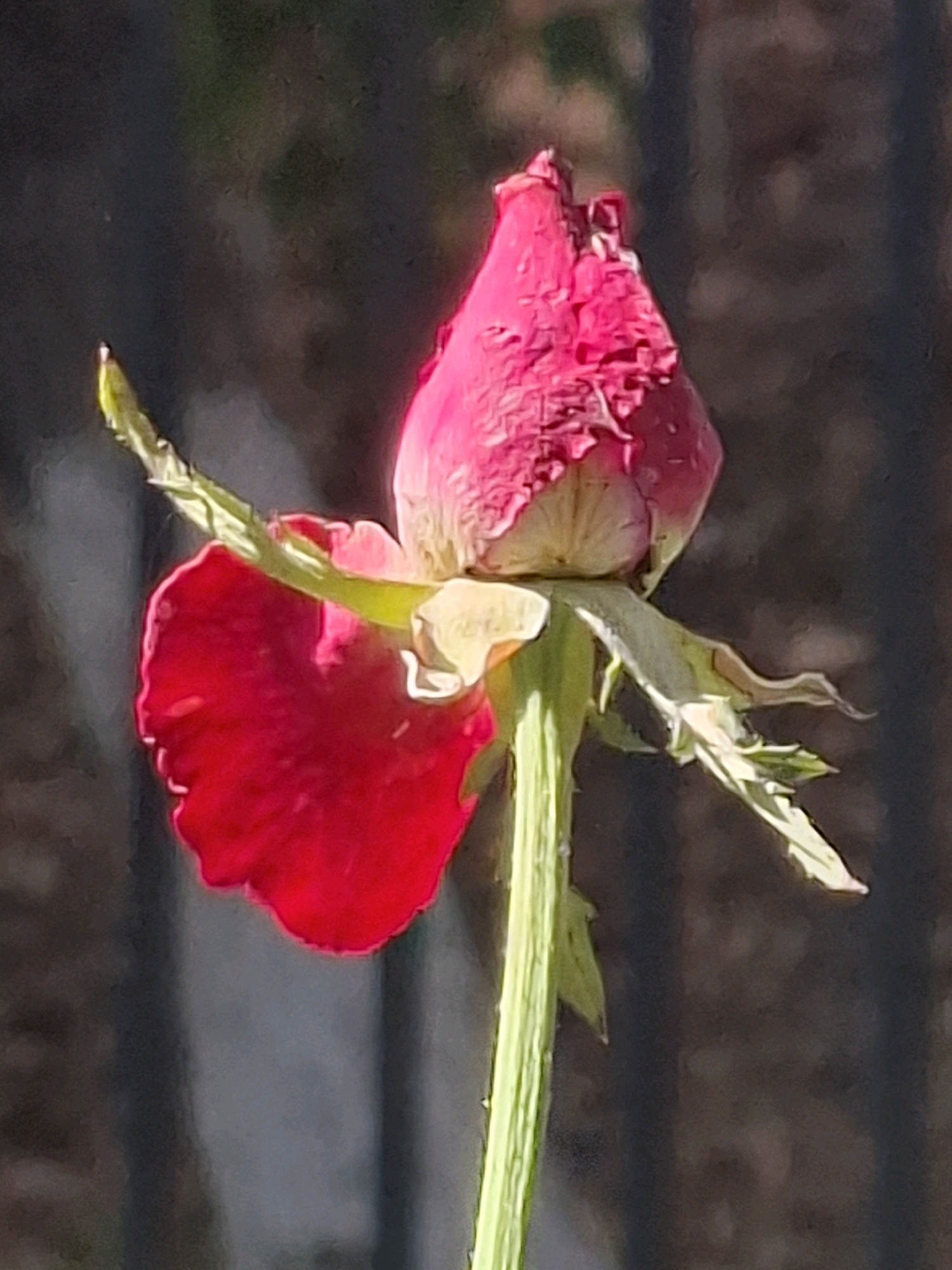 A close-up, vertical shot captures a pink rose bud with a single red petal partially unfurled. The rose is centered against a blurred, dark background that suggests a fence or foliage. The lighting appears to be natural, casting soft shadows and highlighting the textures of the petals and stem. The image is a still life, with no people or activity. The location in Almaty, Kazakhstan, is not discernible from the visual elements of the photograph.