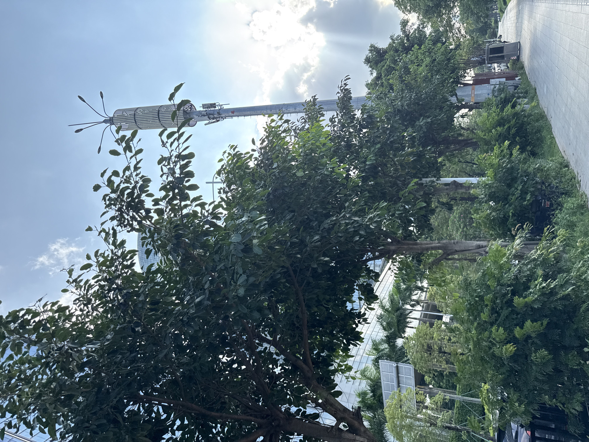 The image depicts a street scene in Tianhe District, China, with a paved sidewalk running alongside a row of trees. A tall, slender communication tower with a cylindrical lattice structure and multiple antennas at its apex is visible in the background, silhouetted against a bright sky with scattered clouds. Sunlight streams through gaps in the clouds, creating visible rays. To the left of the tower, a modern building with a reflective glass facade can be seen peeking through the trees. The foreground is dominated by lush green foliage from several trees and dense bushes. A few parked vehicles, including a motorcycle, are partially visible to the left, and further down the sidewalk, a small, grey kiosk or booth stands beside the path. The overall atmosphere is that of an urban environment with abundant greenery.